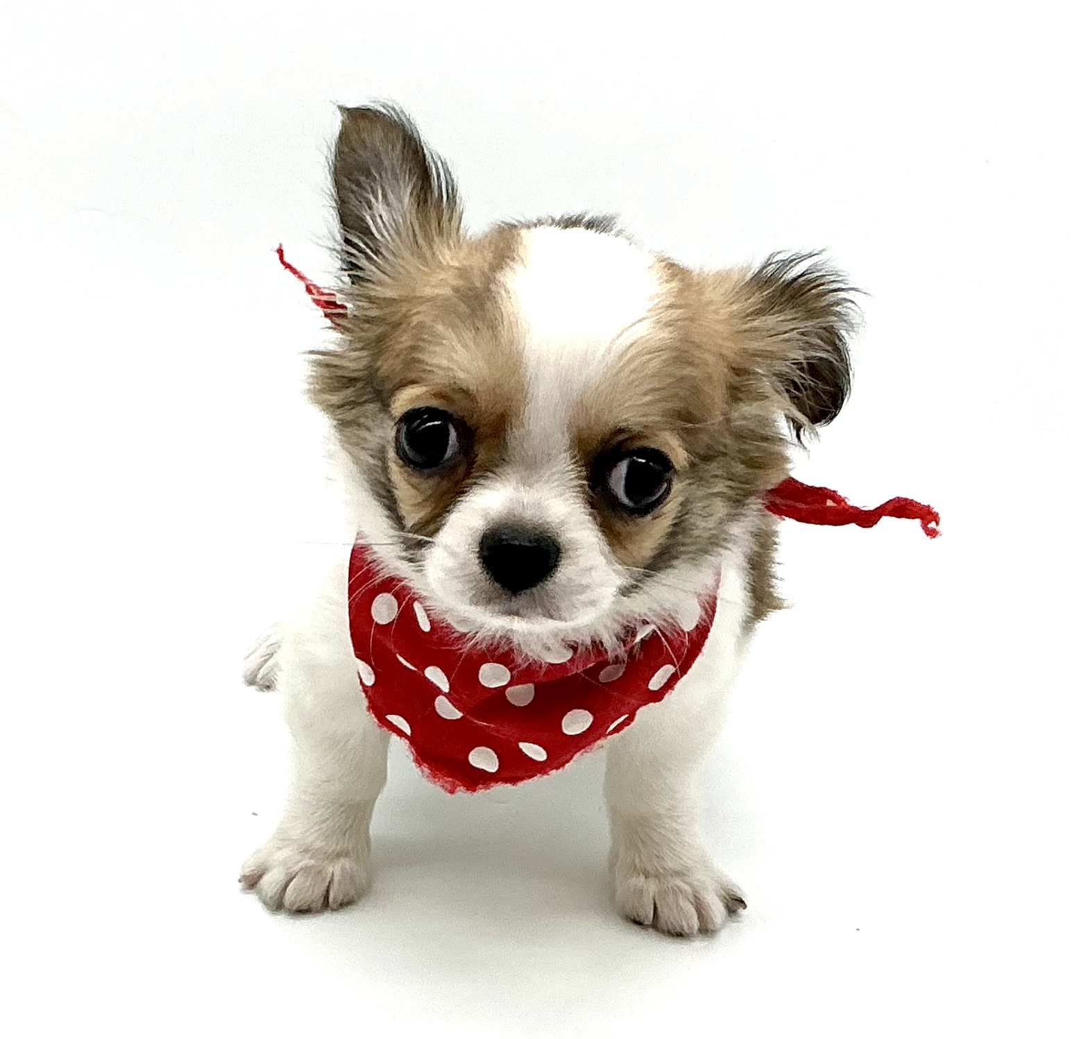 埼玉県のチワワ(ロング) (ペッツワン鶴ヶ島店/2025年10月14日生まれ/男の子/ホワイトレッド)の子犬の1枚目の画像