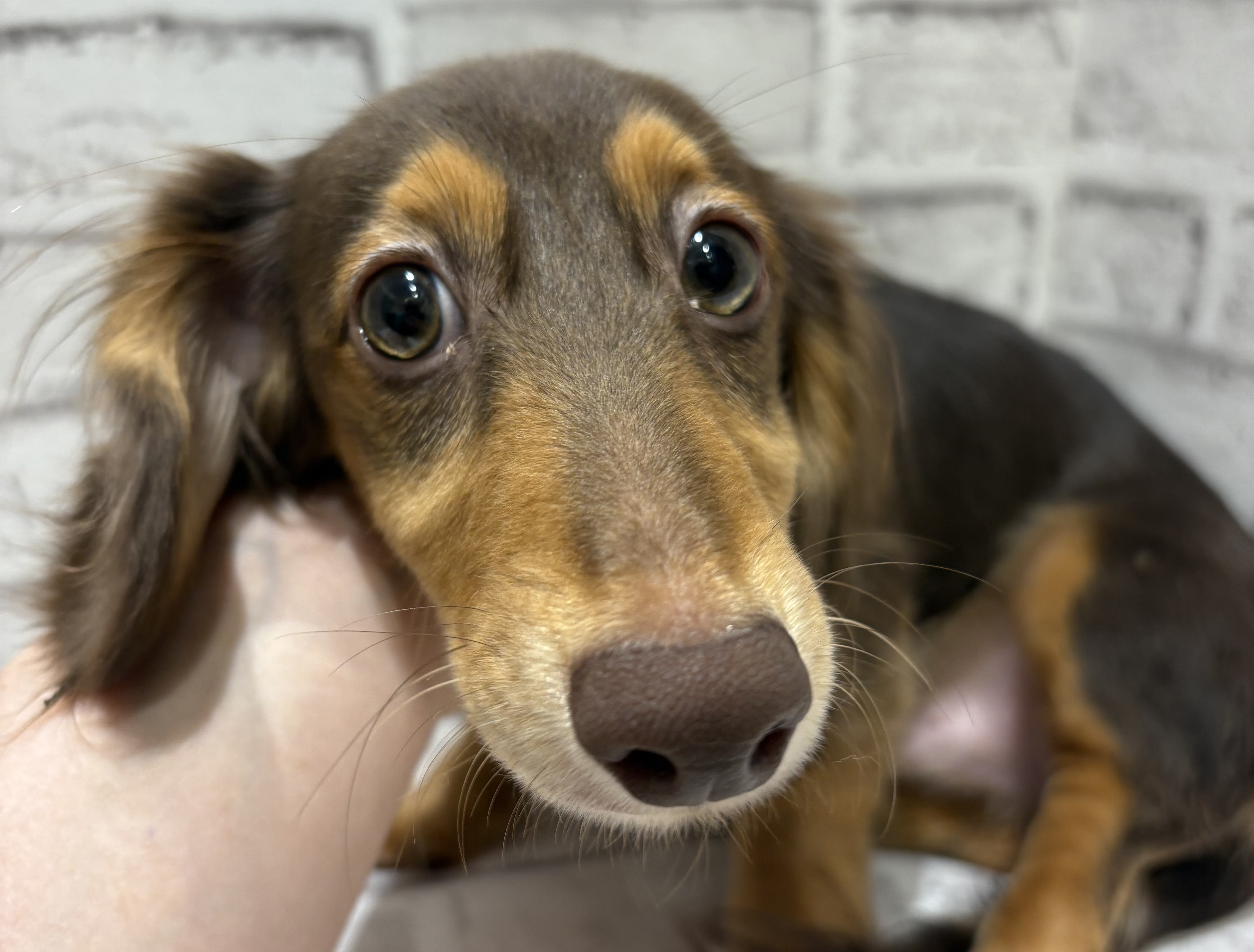 宮城県のミニチュアダックスフンド(ロング) (ペッツワン古川店/2025年8月16日生まれ/男の子/チョコレートタン)の子犬