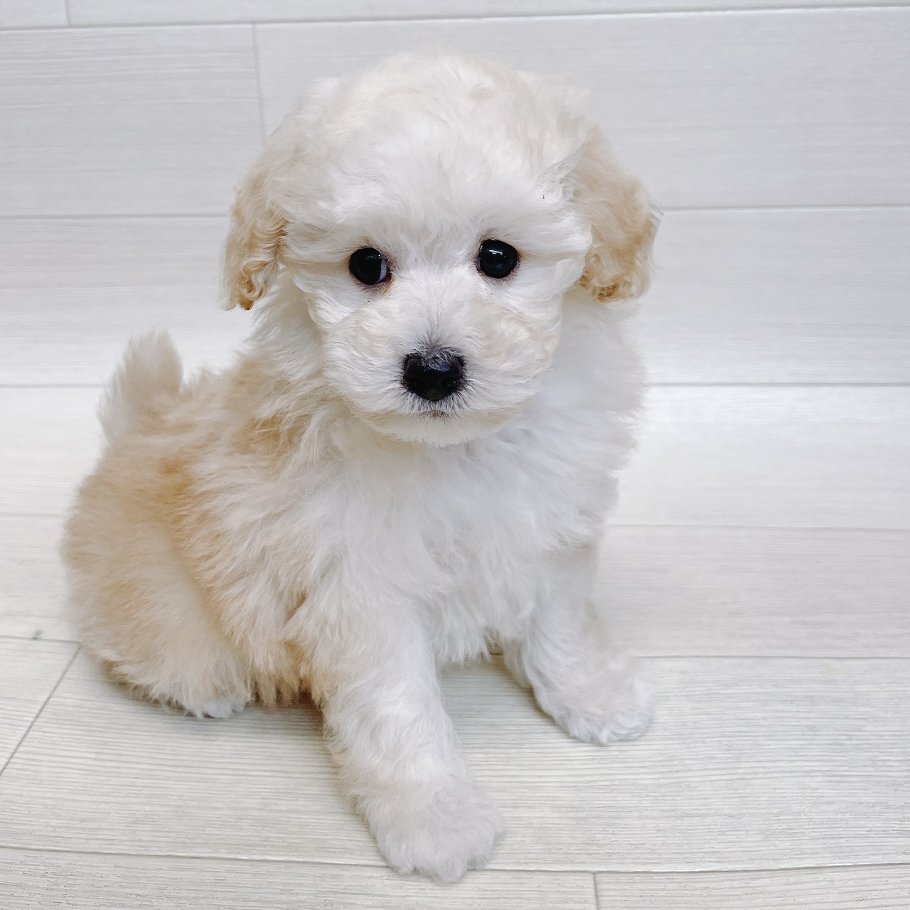 トイ・プードル - 東金店 | ペッツワン