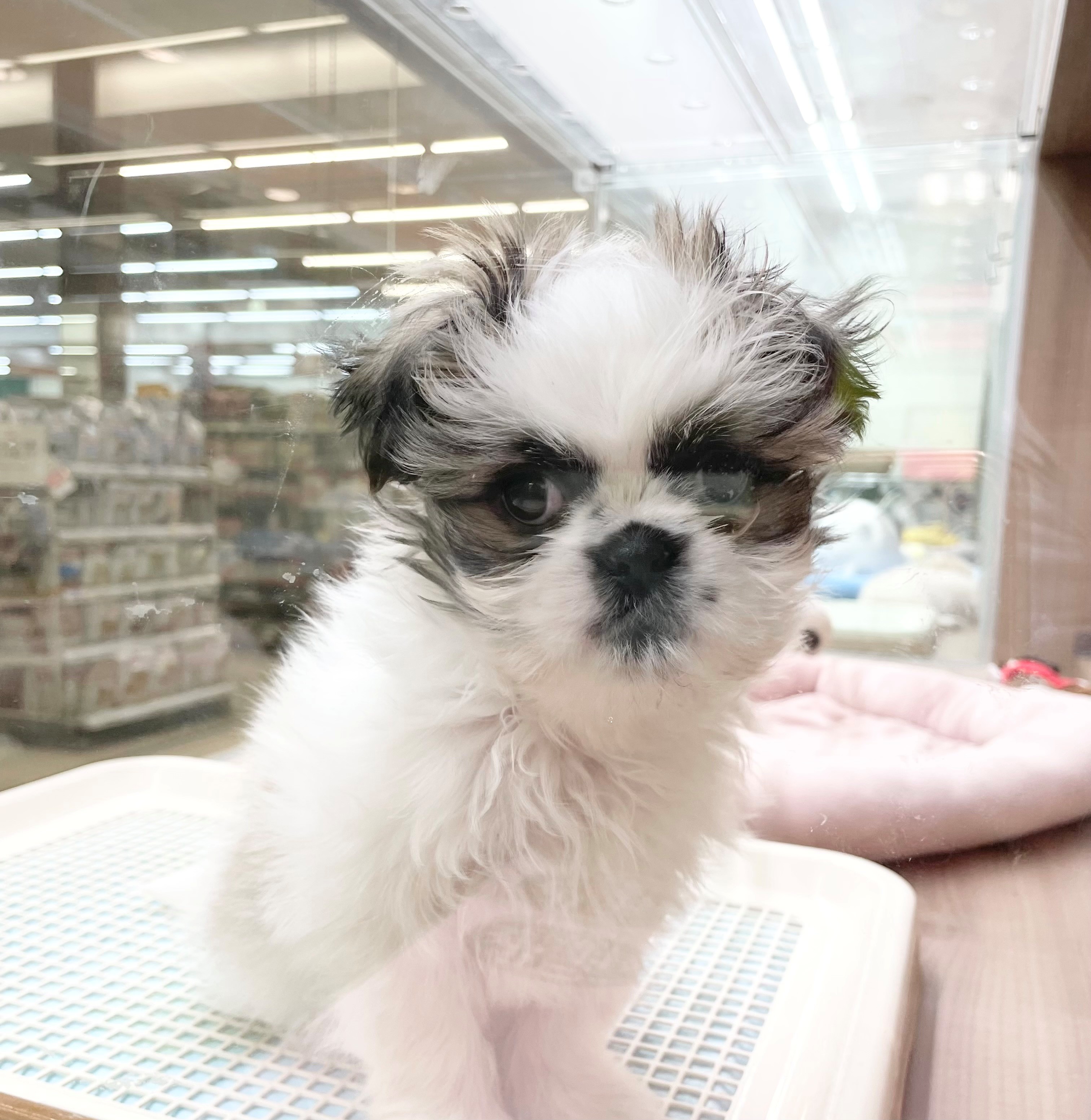 岐阜県のシーズー (ペッツワン可児店/2025年11月13日生まれ/男の子/ホワイトゴールド)の子犬の2枚目の画像