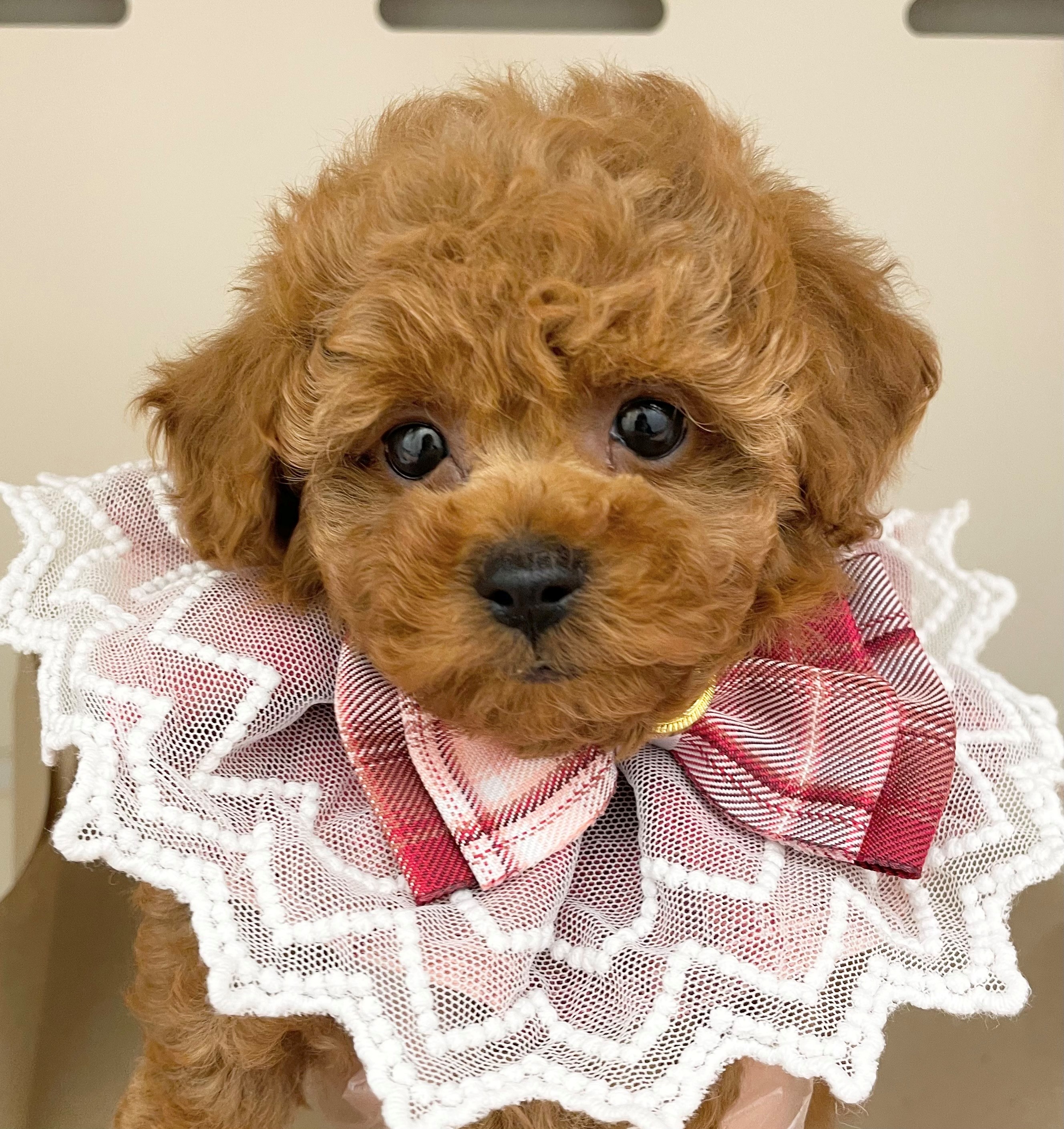 岐阜県のトイプードル(トイ) (ペッツワン可児店/2025年11月23日生まれ/女の子/レッド)の子犬