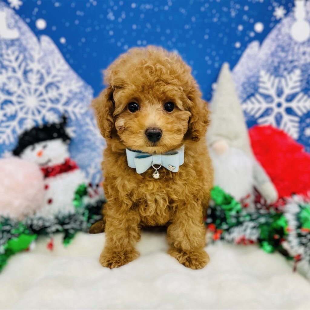 大阪府のトイプードル(トイ) (ペッツワン東大阪店/2025年9月15日生まれ/男の子/レッドフォーン)の子犬