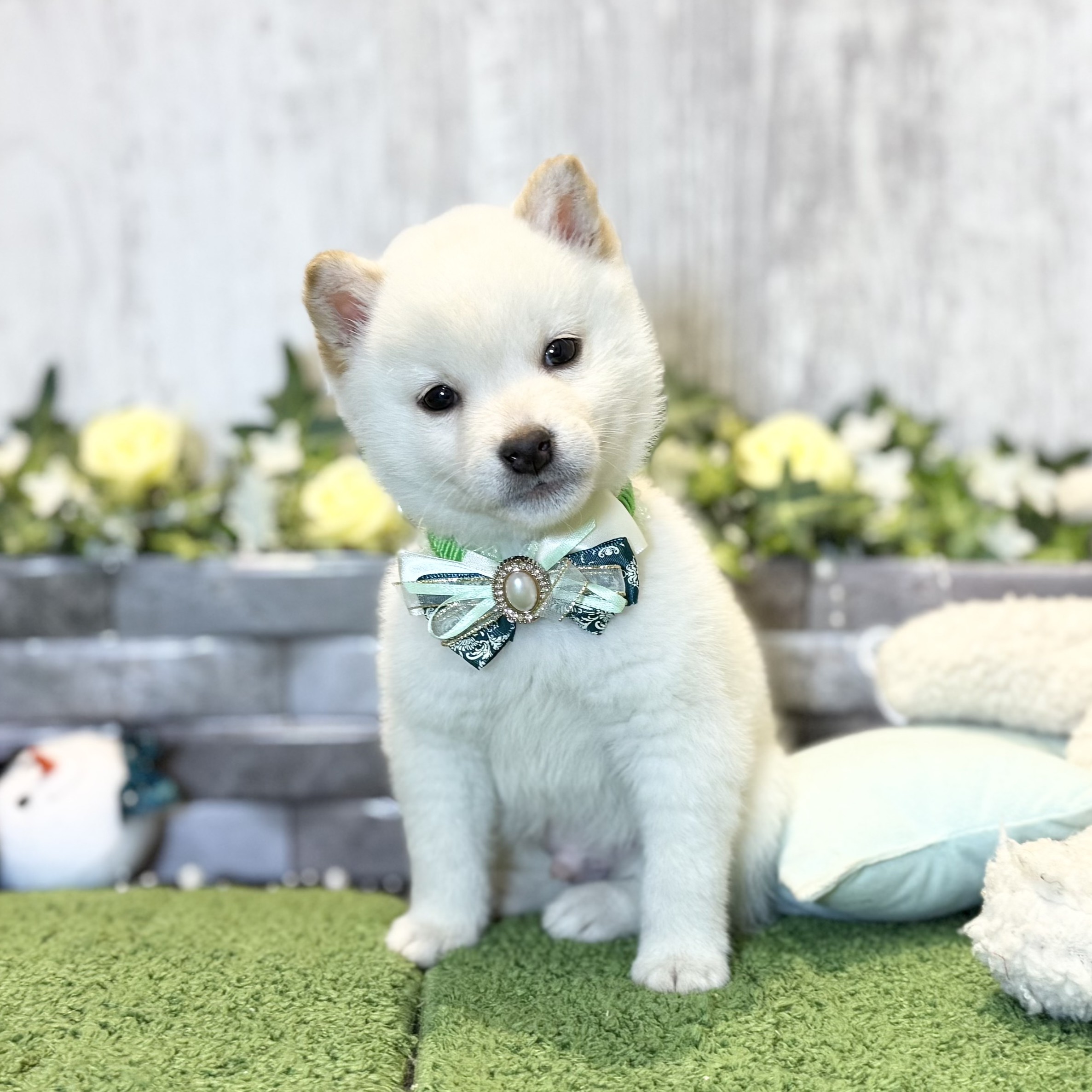 兵庫県の柴犬(標準サイズ) (ペッツワン姫路大津店/2025年11月20日生まれ/男の子/白)の子犬