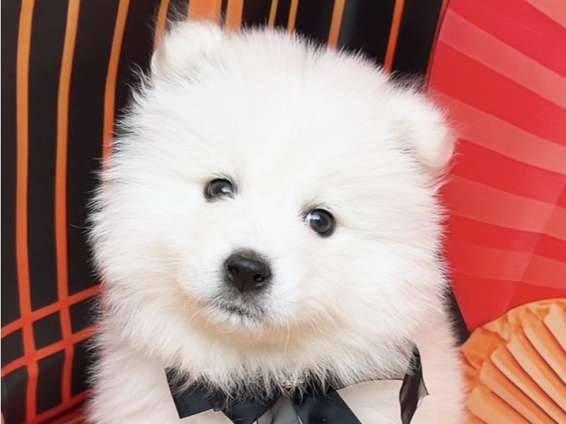 沖縄県のサモエド (ペッツワンFCサンプラザ糸満店/2025年11月20日生まれ/女の子/ホワイト)の子犬