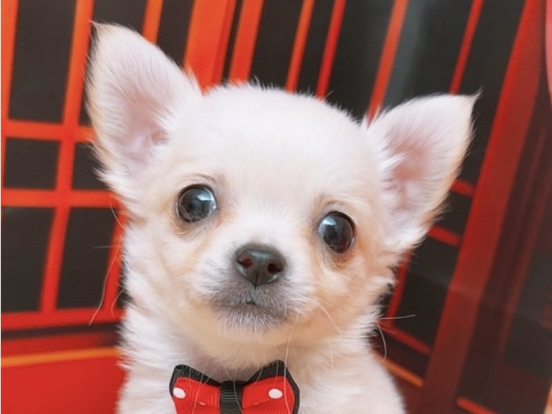 沖縄県のチワワ(ロング) (ペッツワンFCサンプラザ糸満店/2025年11月13日生まれ/男の子/ホワイトクリーム)の子犬