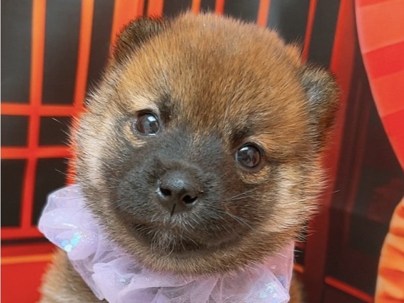 沖縄県の柴犬(標準サイズ) (ペッツワンFCサンプラザ糸満店/2025年11月8日生まれ/女の子/赤)の子犬