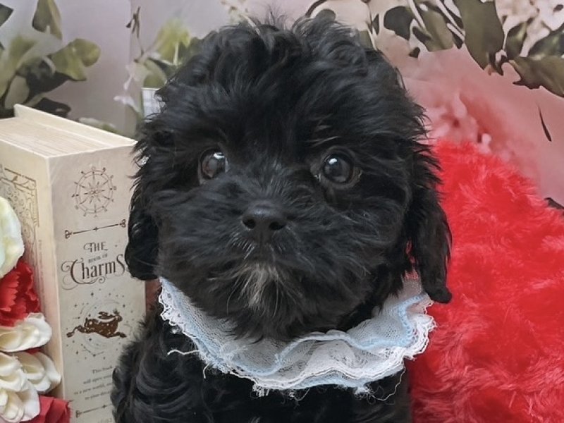 沖縄県のハーフ犬・ミックス犬 (ペッツワンFCサンプラザ糸満店/2025年9月10日生まれ/男の子/ブラックホワイト)の子犬