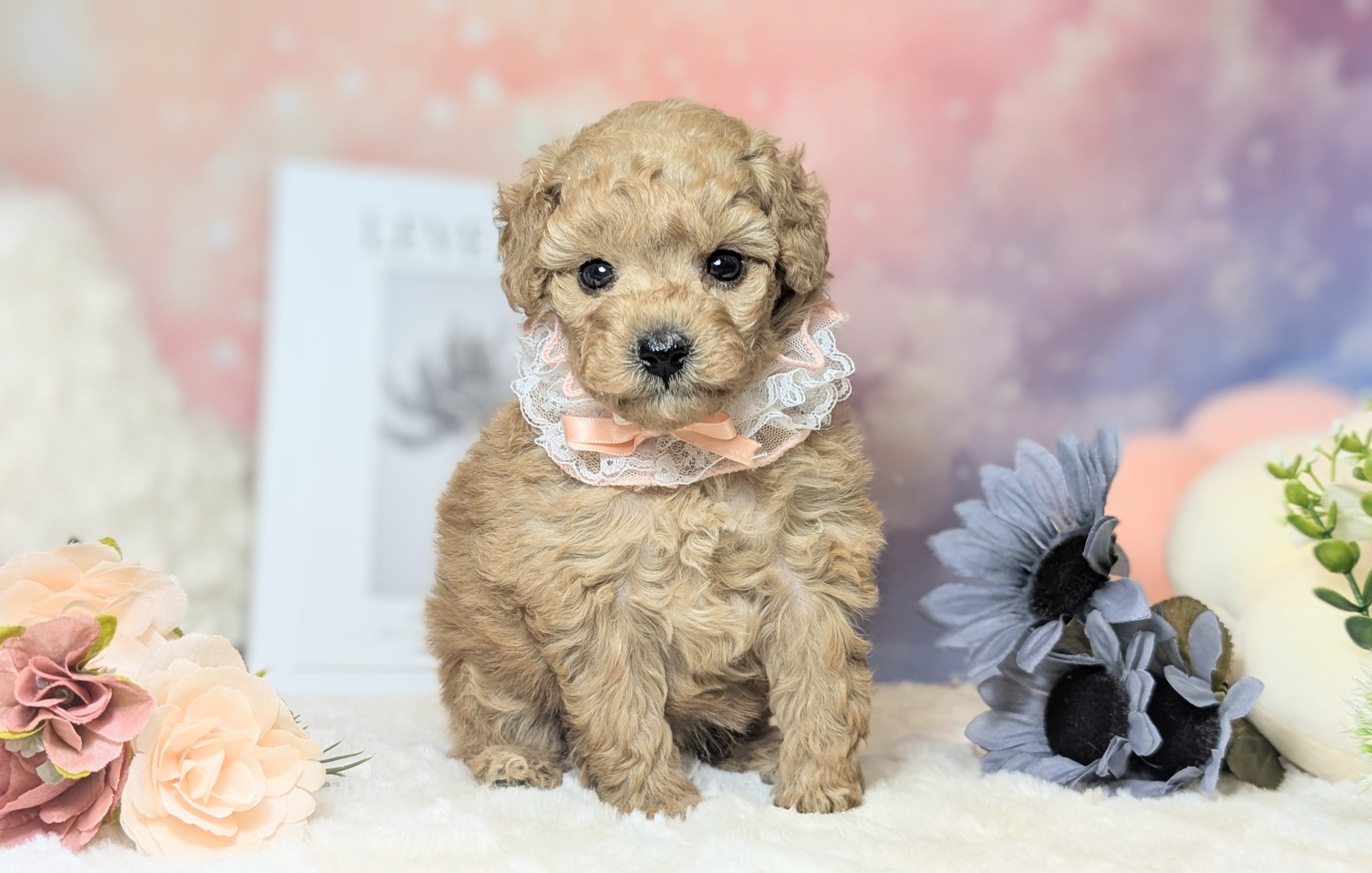 兵庫県のトイプードル(トイ) (ペッツワン神戸西神南店/2025年11月22日生まれ/女の子/オレンジフォーン)の子犬の2枚目の画像