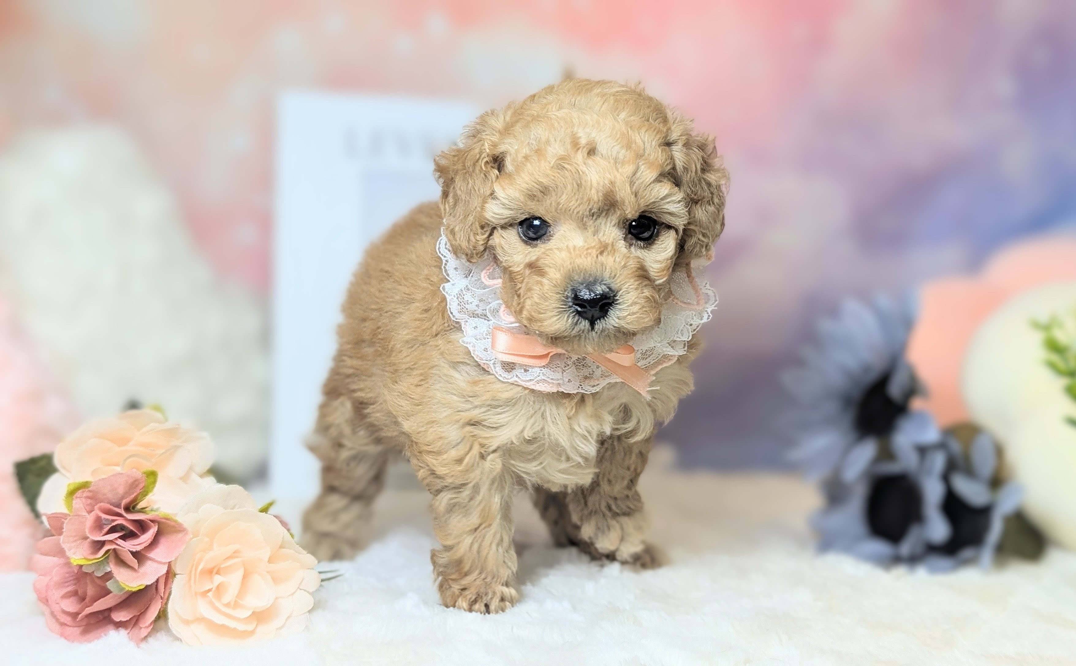 兵庫県のトイプードル(トイ) (ペッツワン神戸西神南店/2025年11月22日生まれ/女の子/オレンジフォーン)の子犬の3枚目の画像