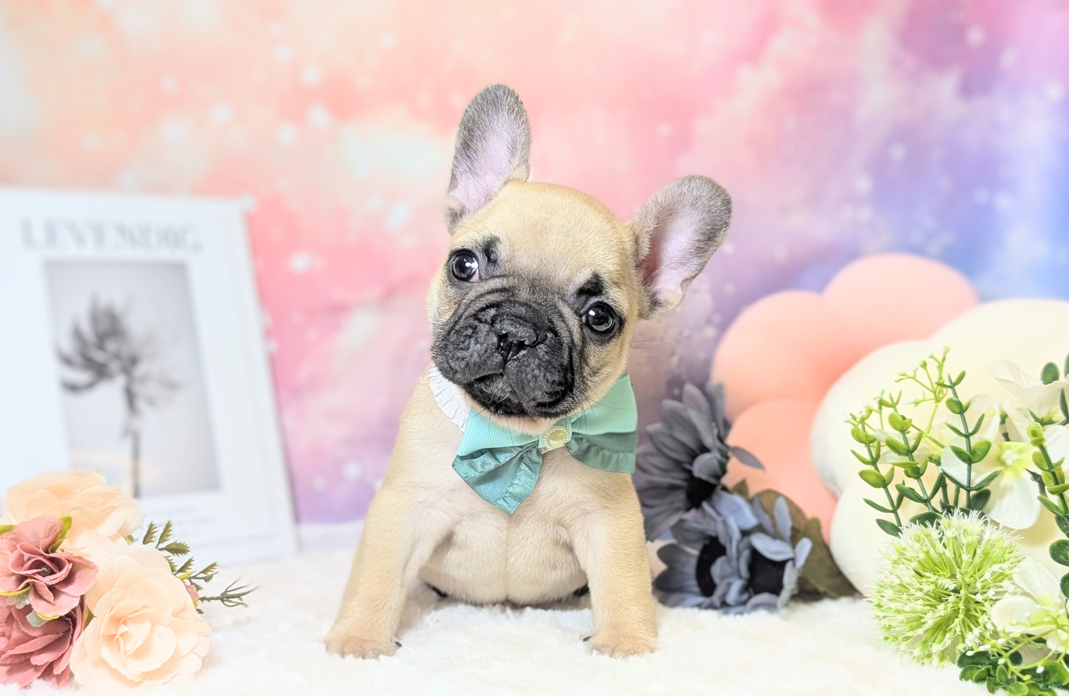 兵庫県のフレンチブルドッグ (ペッツワン神戸西神南店/2025年11月20日生まれ/男の子/フォーン)の子犬の2枚目の画像