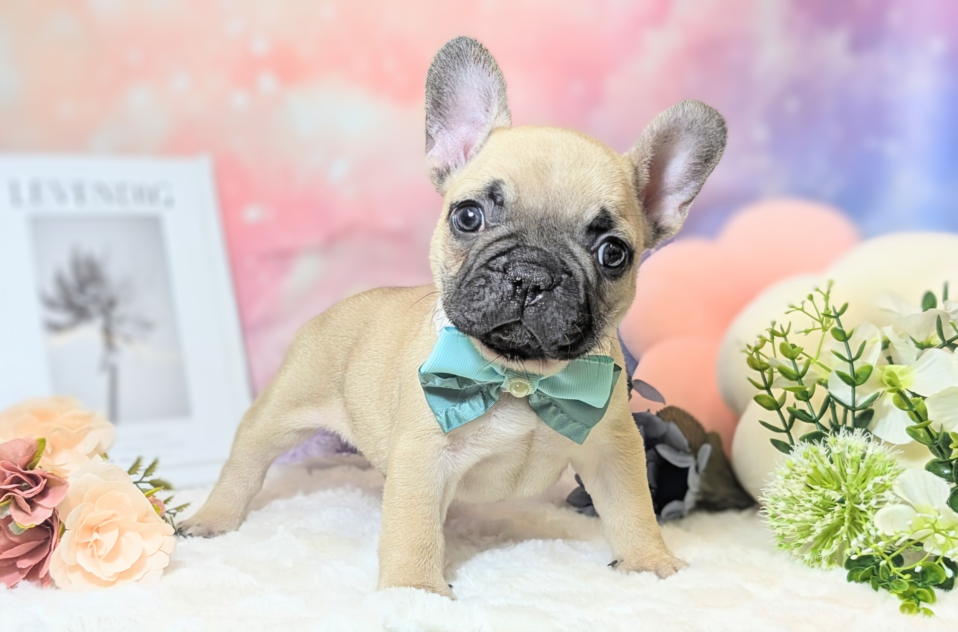 兵庫県のフレンチブルドッグ (ペッツワン神戸西神南店/2025年11月20日生まれ/男の子/フォーン)の子犬の3枚目の画像