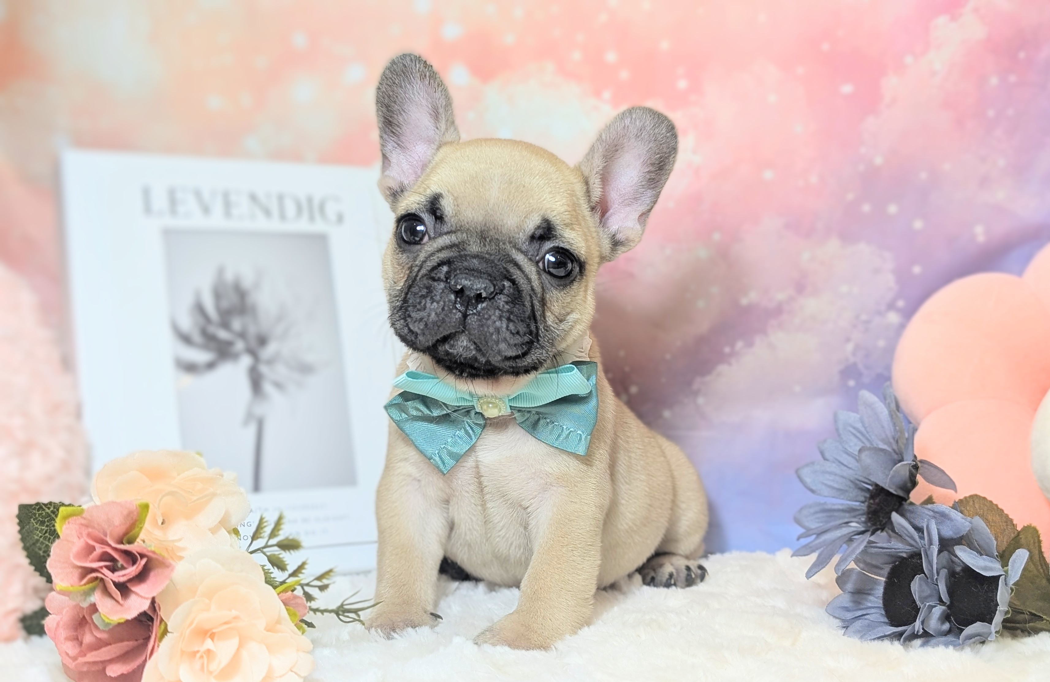 兵庫県のフレンチブルドッグ (ペッツワン神戸西神南店/2025年11月20日生まれ/男の子/フォーン)の子犬の1枚目の画像