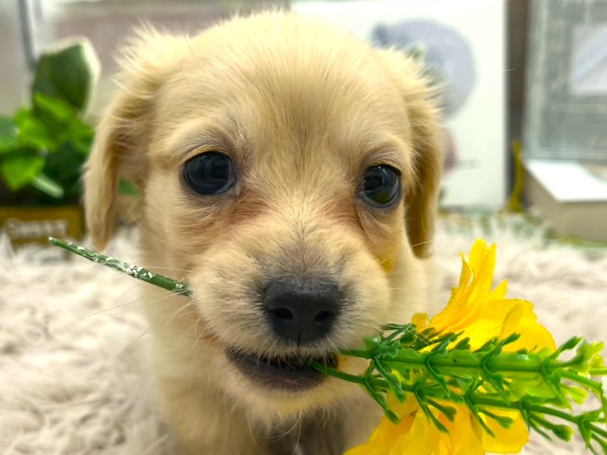 静岡県のミニチュアダックスフンド(ロング) (ペッツワン掛川店/2025年11月23日生まれ/男の子/イエロー)の子犬