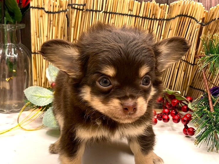 京都府のハーフ犬・ミックス犬 (ペッツワン木津川店/2025年11月17日生まれ/男の子/チョコレートタン)の子犬