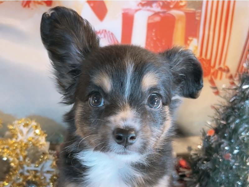 沖縄県のハーフ犬・ミックス犬 (ペッツワンFCあがり浜店/2025年9月25日生まれ/男の子/ブラックタンホワイト)の子犬