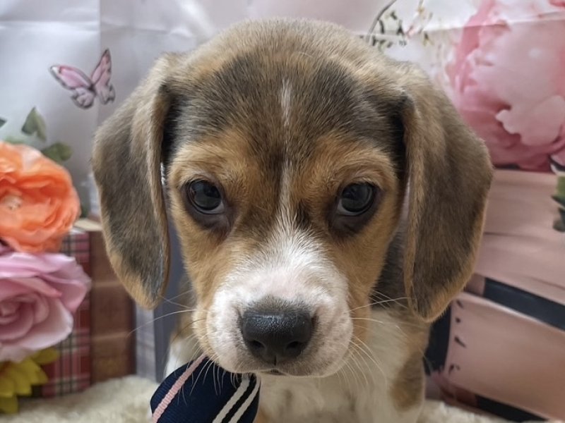 沖縄県のビーグル (ペッツワンFCあがり浜店/2025年10月25日生まれ/男の子/ブラックホワイトタン)の子犬