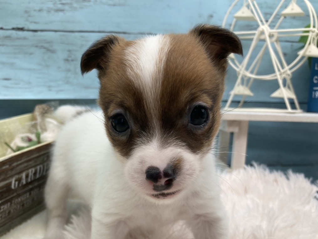 静岡県のジャックラッセルテリア (ペッツワン藤枝店/2025年11月23日生まれ/女の子/ホワイトタン)の子犬の1枚目の画像