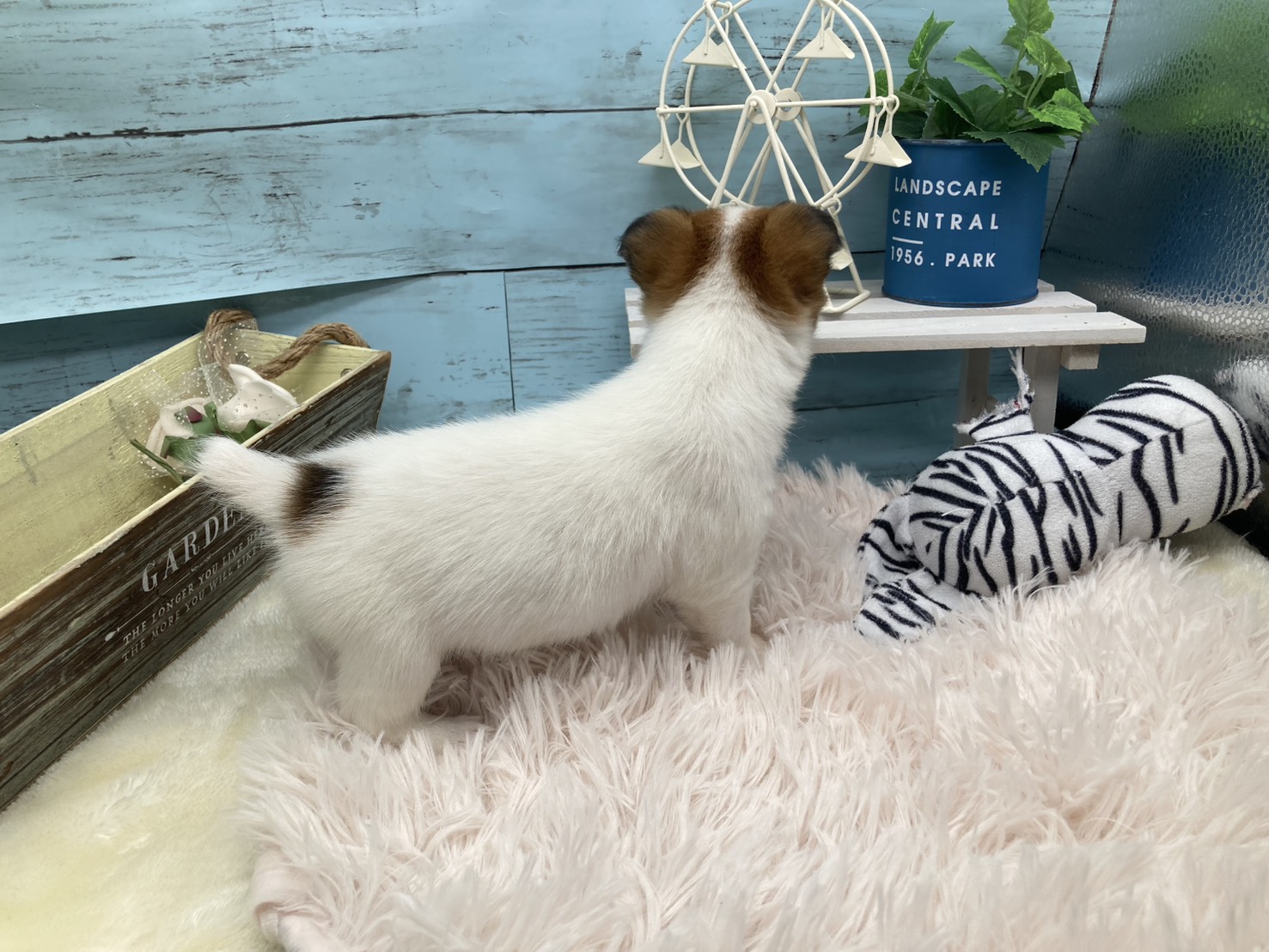 静岡県のジャックラッセルテリア (ペッツワン藤枝店/2025年11月23日生まれ/女の子/ホワイトタン)の子犬の3枚目の画像