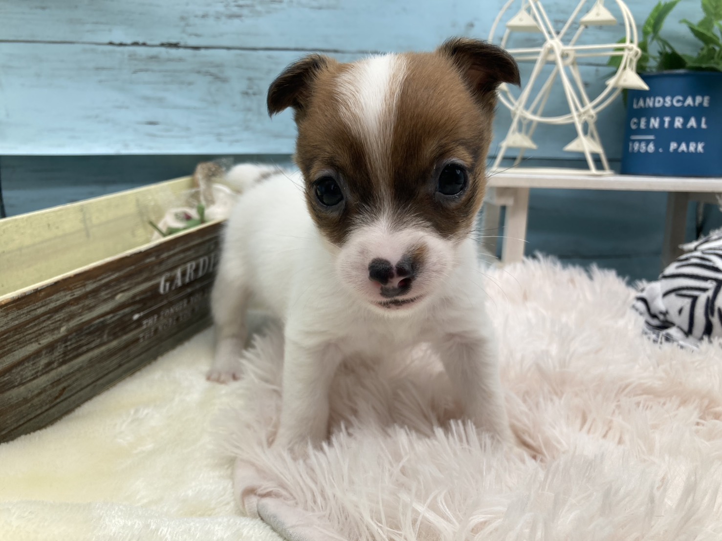 静岡県のジャックラッセルテリア (ペッツワン藤枝店/2025年11月23日生まれ/女の子/ホワイトタン)の子犬の2枚目の画像