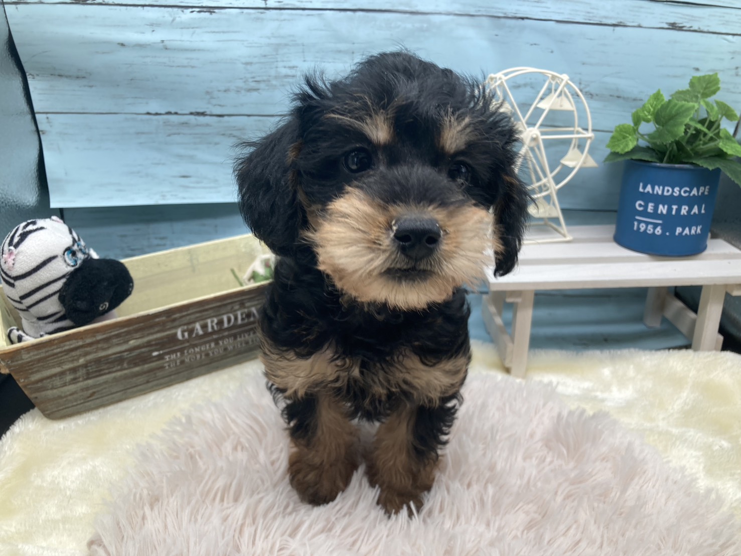 静岡県のハーフ犬・ミックス犬 (ペッツワン藤枝店/2025年11月7日生まれ/女の子/ブラックタン)の子犬の2枚目の画像