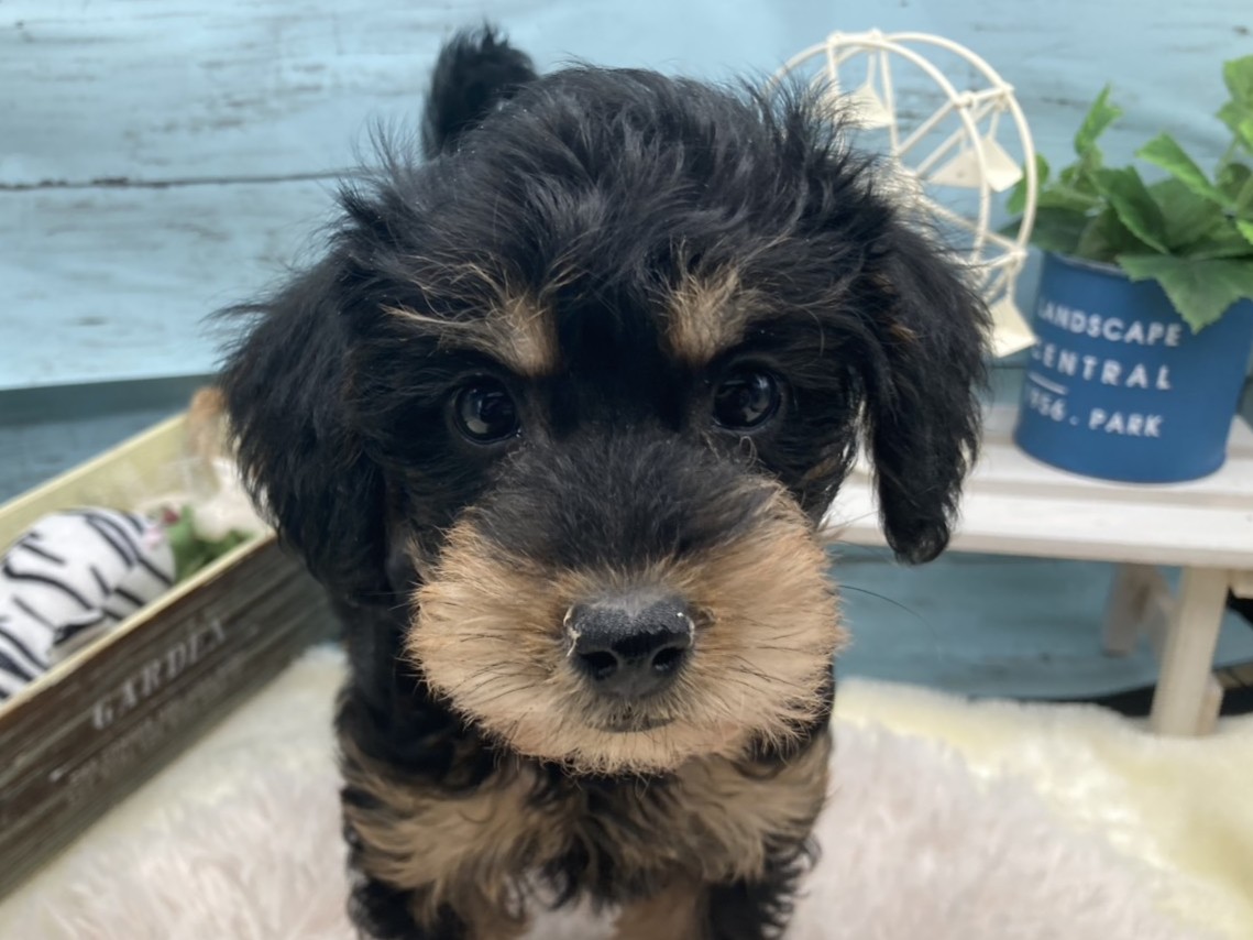 静岡県のハーフ犬・ミックス犬 (ペッツワン藤枝店/2025年11月7日生まれ/女の子/ブラックタン)の子犬の1枚目の画像