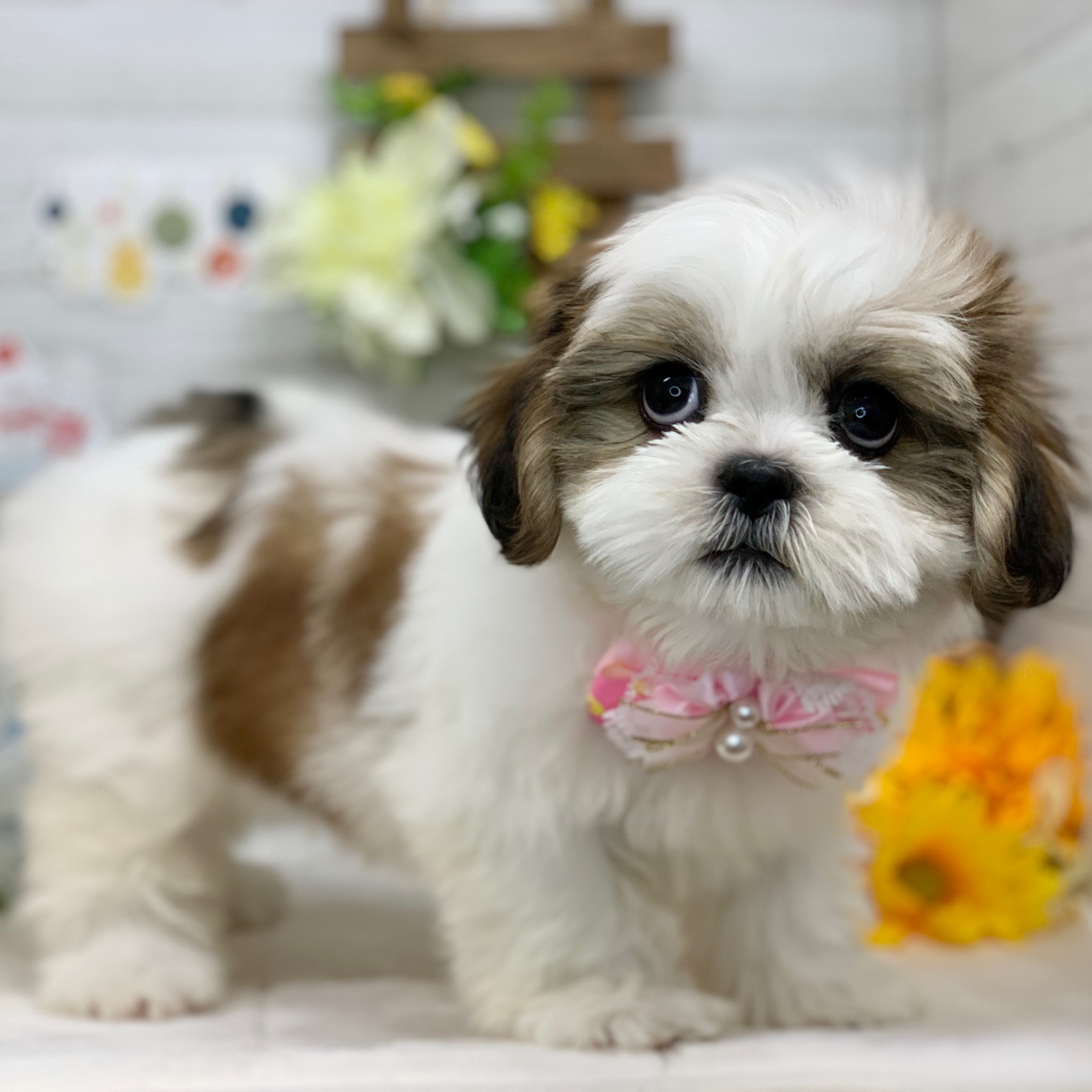 兵庫県のシーズー (ペッツワン神戸ひよどり台店/2025年10月26日生まれ/女の子/ホワイトゴールド)の子犬の3枚目の画像