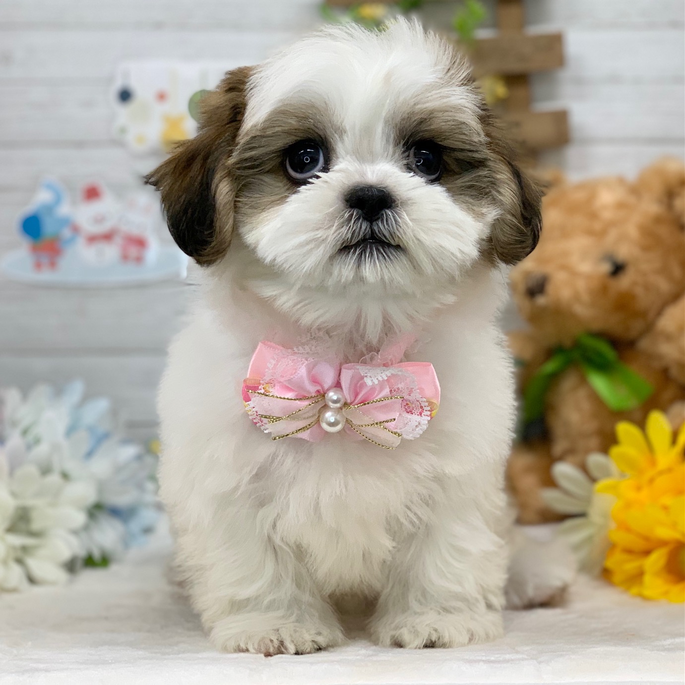 兵庫県のシーズー (ペッツワン神戸ひよどり台店/2025年10月26日生まれ/女の子/ホワイトゴールド)の子犬