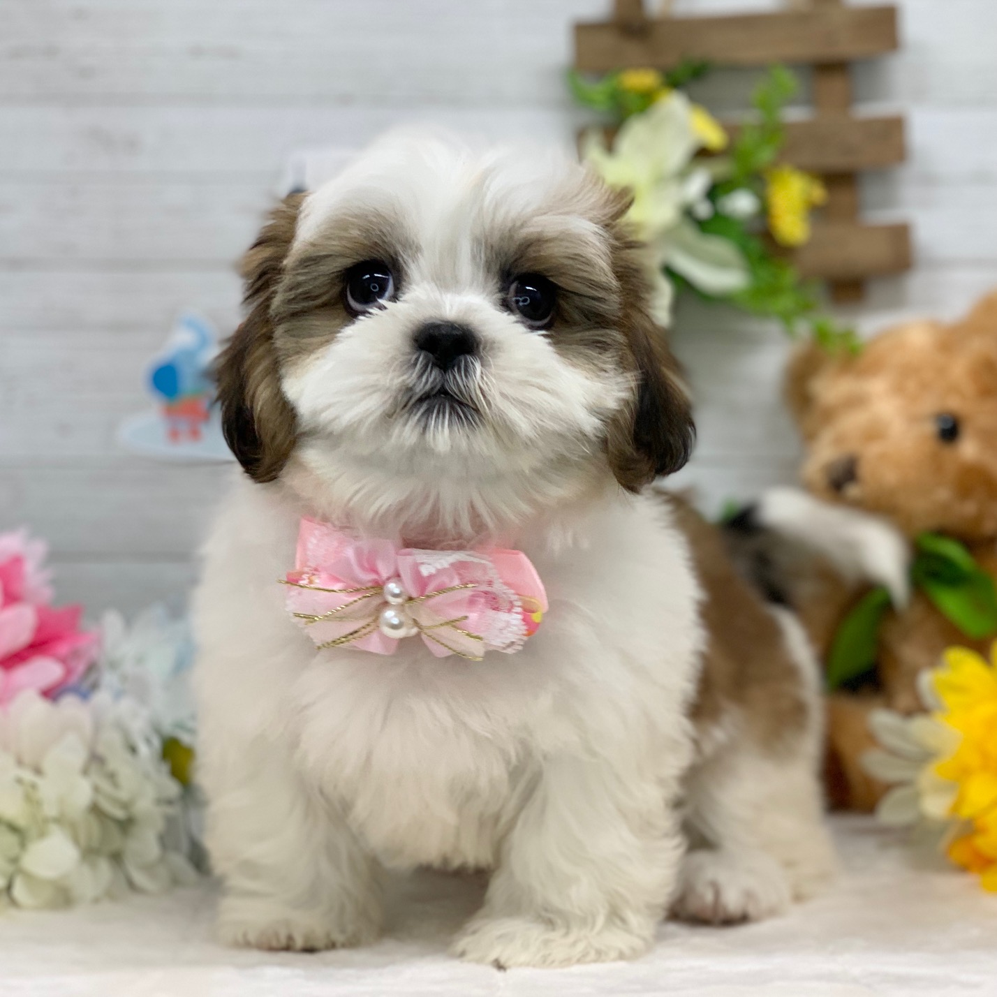兵庫県のシーズー (ペッツワン神戸ひよどり台店/2025年10月26日生まれ/女の子/ホワイトゴールド)の子犬の2枚目の画像