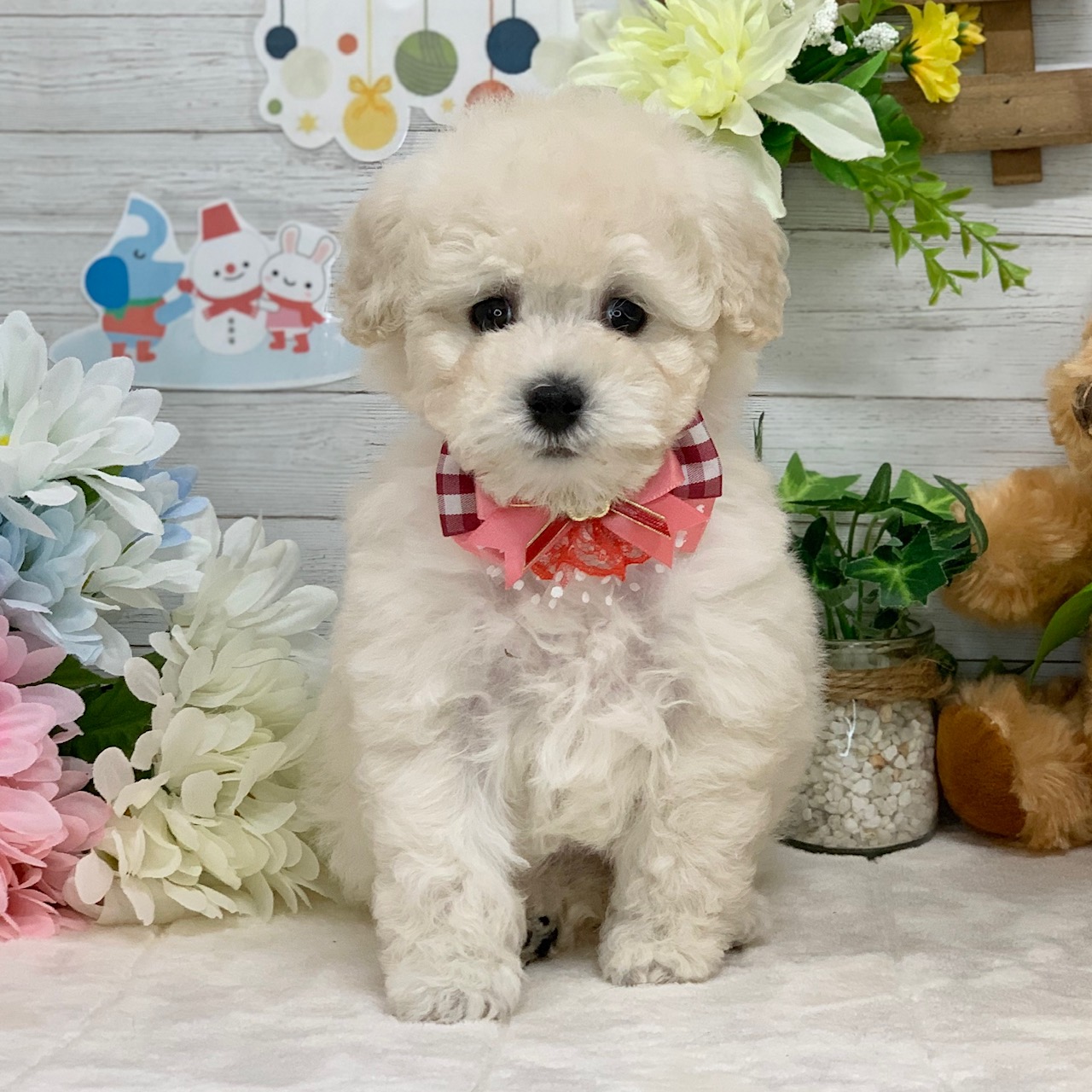 兵庫県のトイプードル(トイ) (ペッツワン神戸ひよどり台店/2025年11月13日生まれ/女の子/ホワイト)の子犬