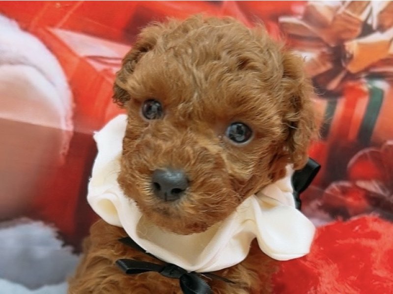 沖縄県のトイプードル(トイ) (ペッツワンFCあがり浜店/2025年10月11日生まれ/女の子/レッド)の子犬