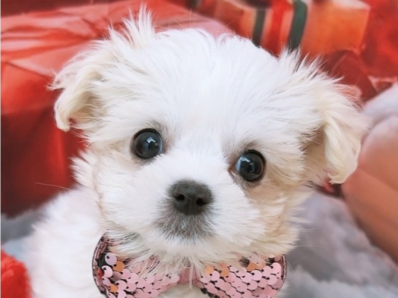 沖縄県のハーフ犬・ミックス犬 (ペッツワンFCあがり浜店/2025年10月16日生まれ/女の子/ホワイト)の子犬