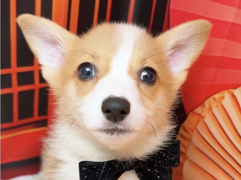 沖縄県のウェルシュコーギーペンブローク (ペッツワンFCあがり浜店/2025年11月21日生まれ/男の子/レッドホワイト)の子犬