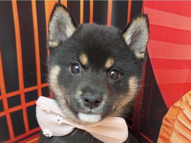 沖縄県の柴犬(標準サイズ) (ペッツワンFCあがり浜店/2025年11月9日生まれ/女の子/黒)の子犬