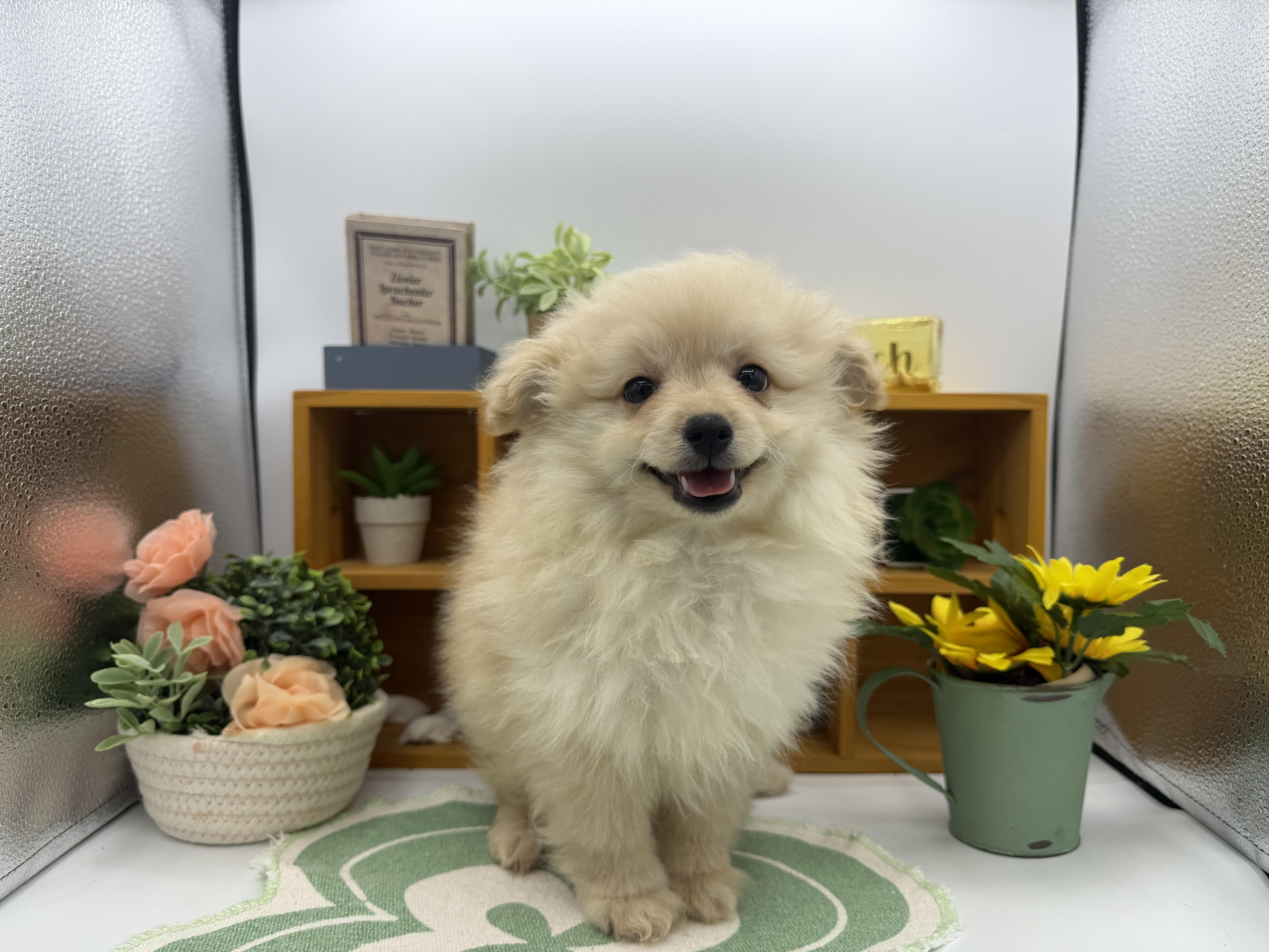 静岡県のハーフ犬・ミックス犬 (ペッツワン清水店/2025年11月7日生まれ/男の子/クリーム)の子犬の1枚目の画像