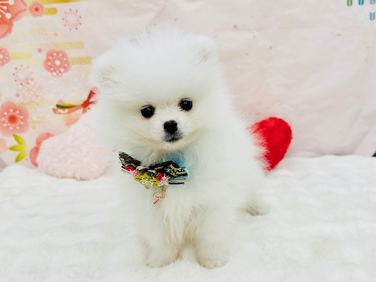 兵庫県のポメラニアン (ペッツワン神戸深江浜店/2025年11月13日生まれ/男の子/クリーム)の子犬の3枚目の画像