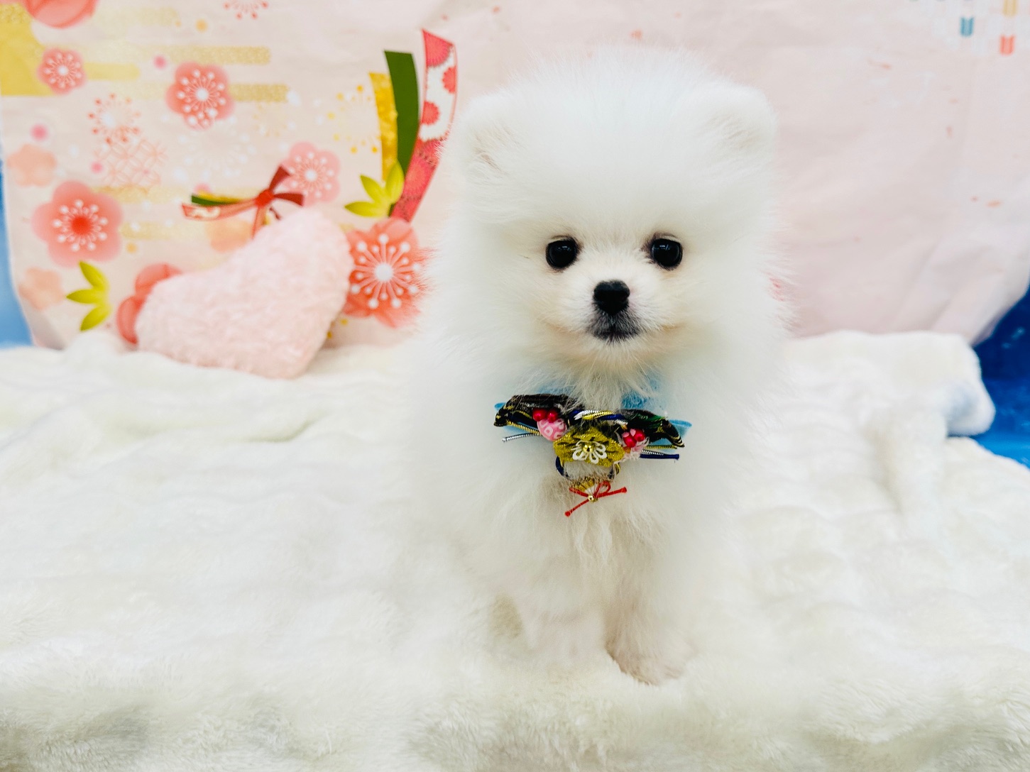 兵庫県のポメラニアン (ペッツワン神戸深江浜店/2025年11月13日生まれ/男の子/クリーム)の子犬の1枚目の画像