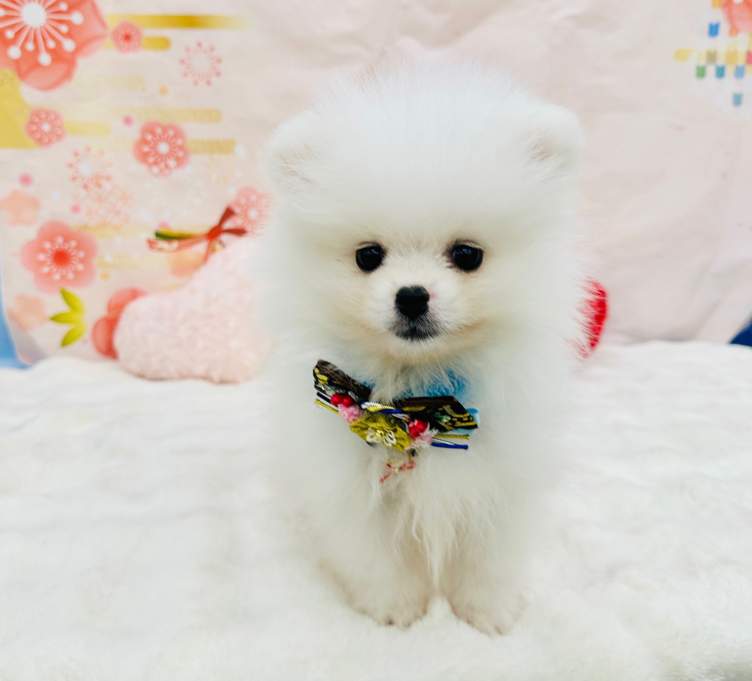 兵庫県のポメラニアン (ペッツワン神戸深江浜店/2025年11月13日生まれ/男の子/クリーム)の子犬の2枚目の画像