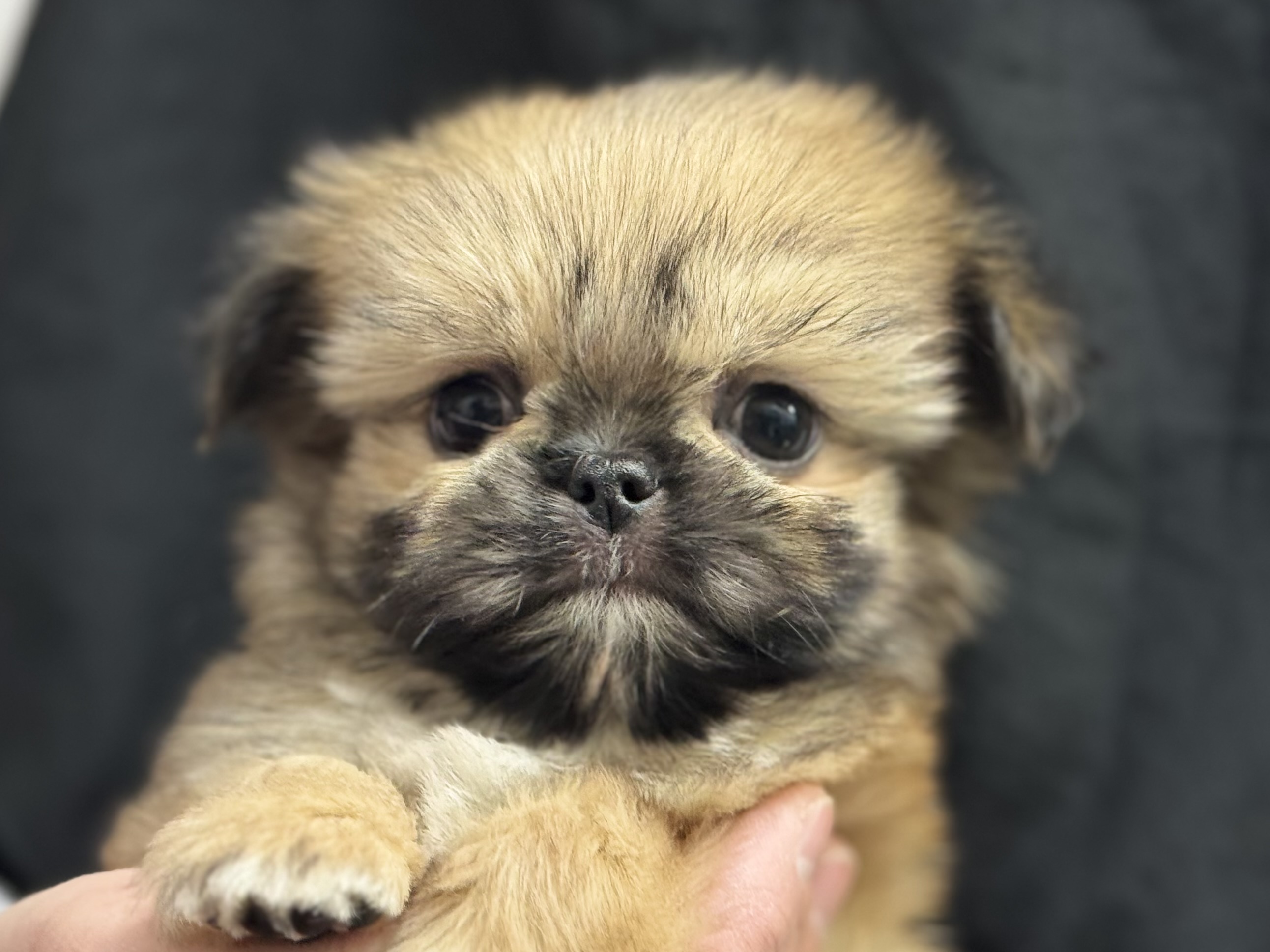 愛知県のハーフ犬・ミックス犬 (ペッツワン名古屋堀田店/2025年11月23日生まれ/男の子/フォーン)の子犬