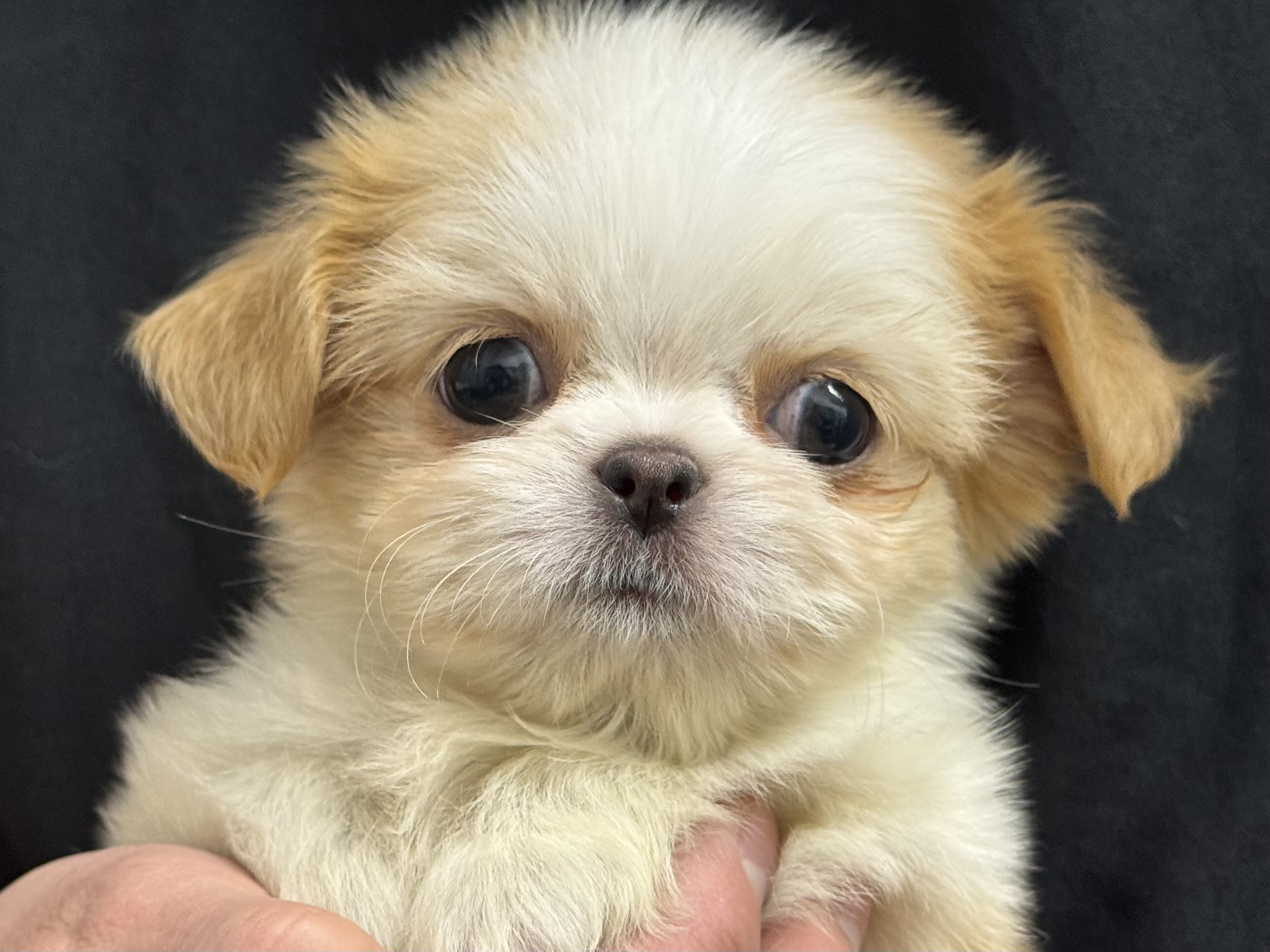 愛知県のハーフ犬・ミックス犬 (ペッツワン名古屋堀田店/2025年11月23日生まれ/女の子/クリームホワイト)の子犬