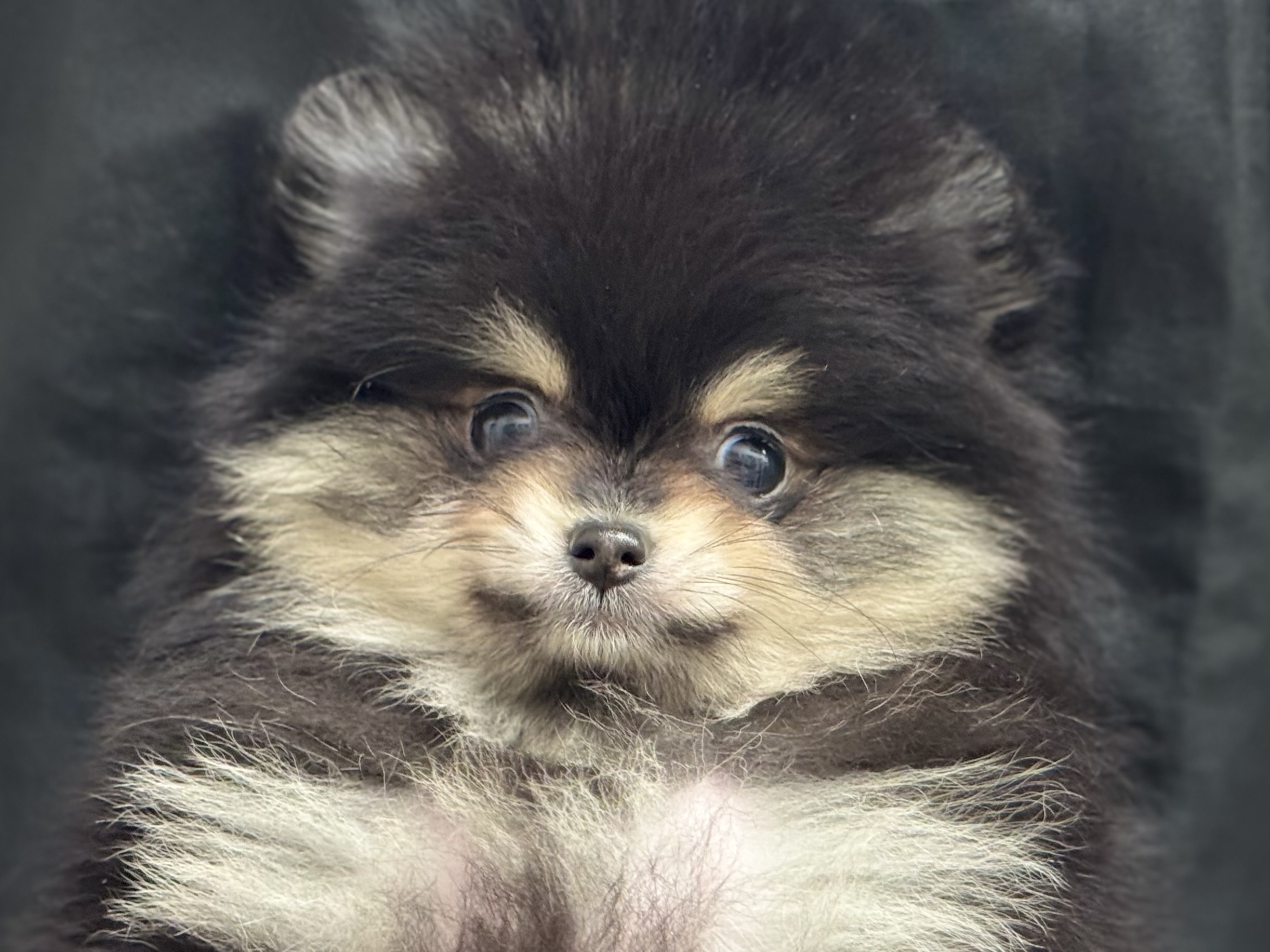 愛知県のポメラニアン (ペッツワン名古屋堀田店/2025年11月19日生まれ/男の子/ブラックタン)の子犬