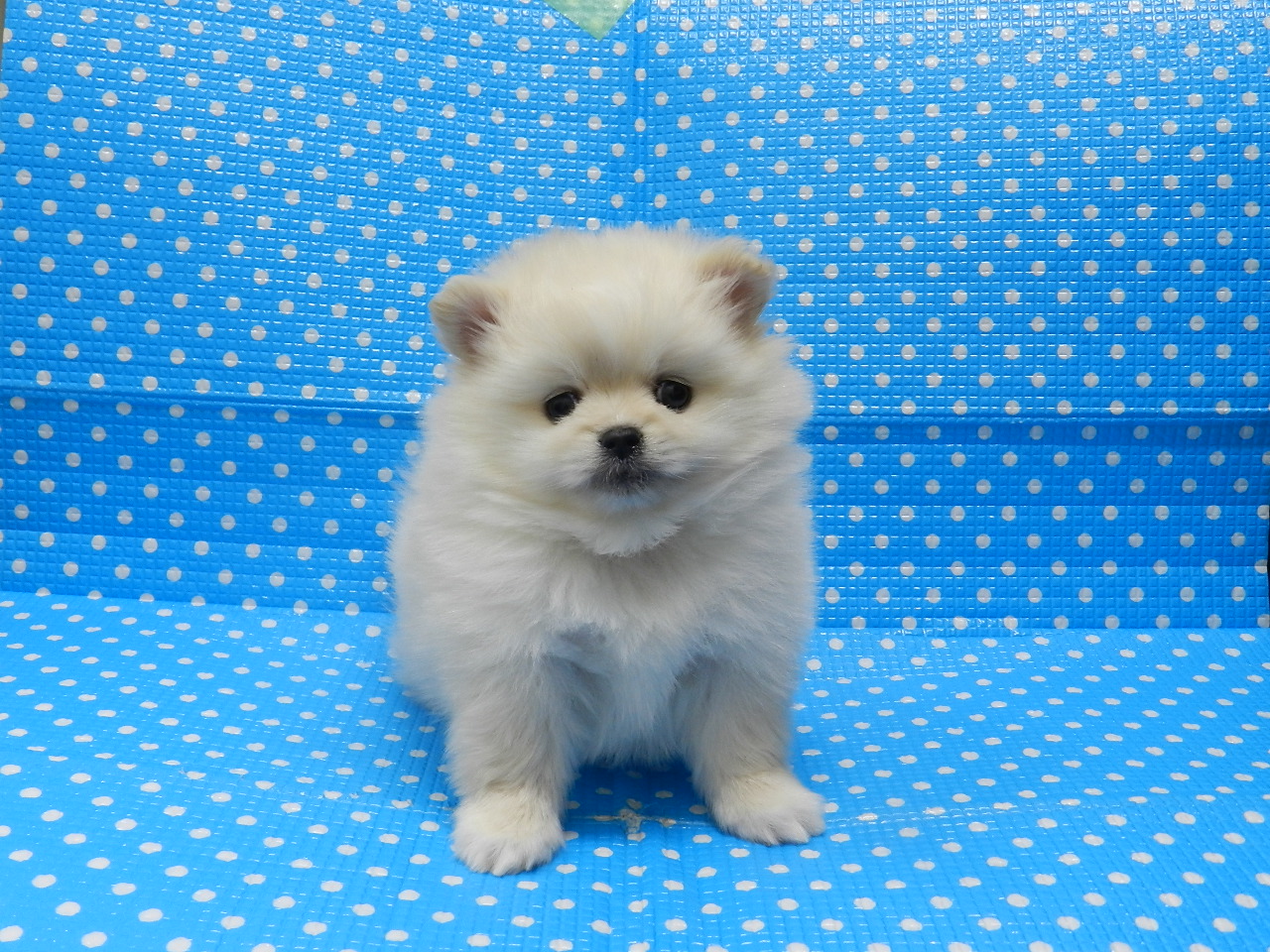 静岡県のハーフ犬・ミックス犬 (ペッツワン御殿場店/2025年11月23日生まれ/男の子/クリーム)の子犬