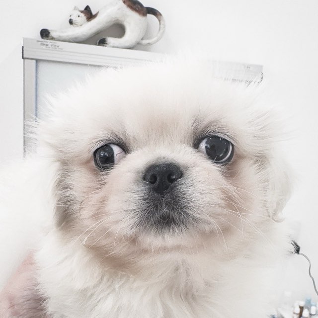 千葉県のペキニーズ (ペッツワン八街店/2025年10月30日生まれ/男の子/ホワイトクリーム)の子犬