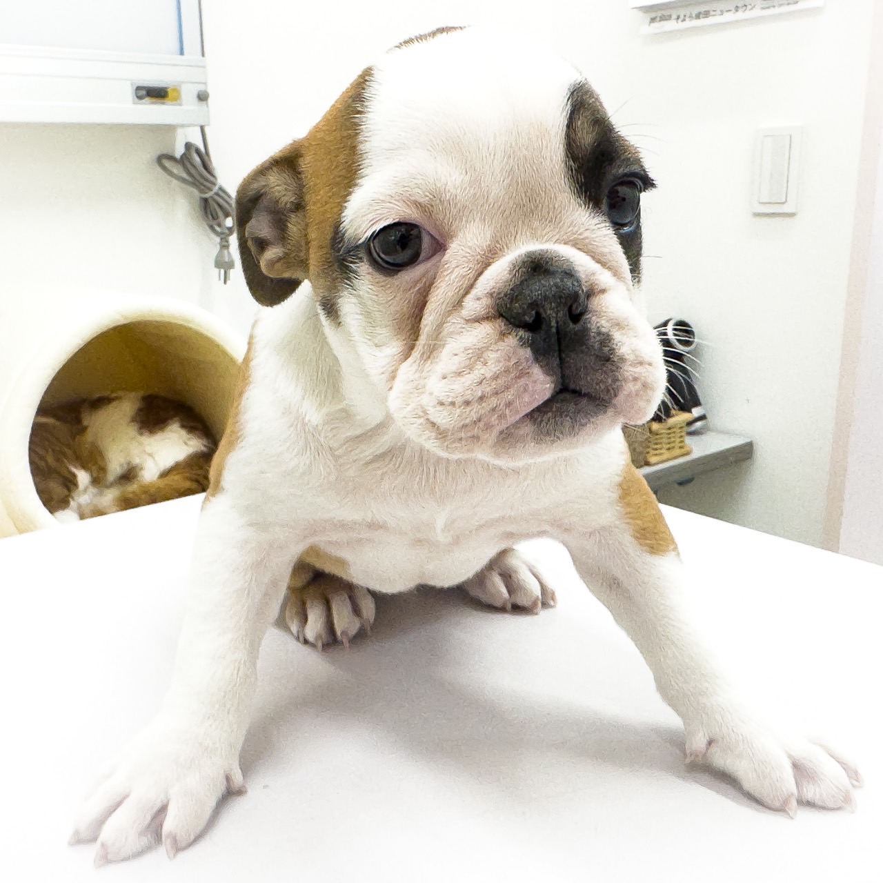 千葉県のブルドッグ (ペッツワン八街店/2025年11月22日生まれ/女の子/フォーンホワイト)の子犬