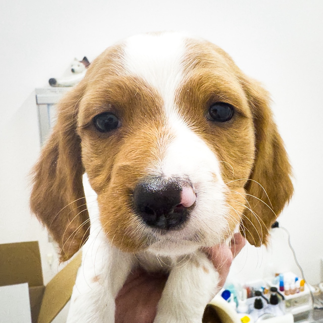 千葉県のブリタニースパニエル (ペッツワン八街店/2025年11月23日生まれ/男の子/ホワイトオレンジ)の子犬