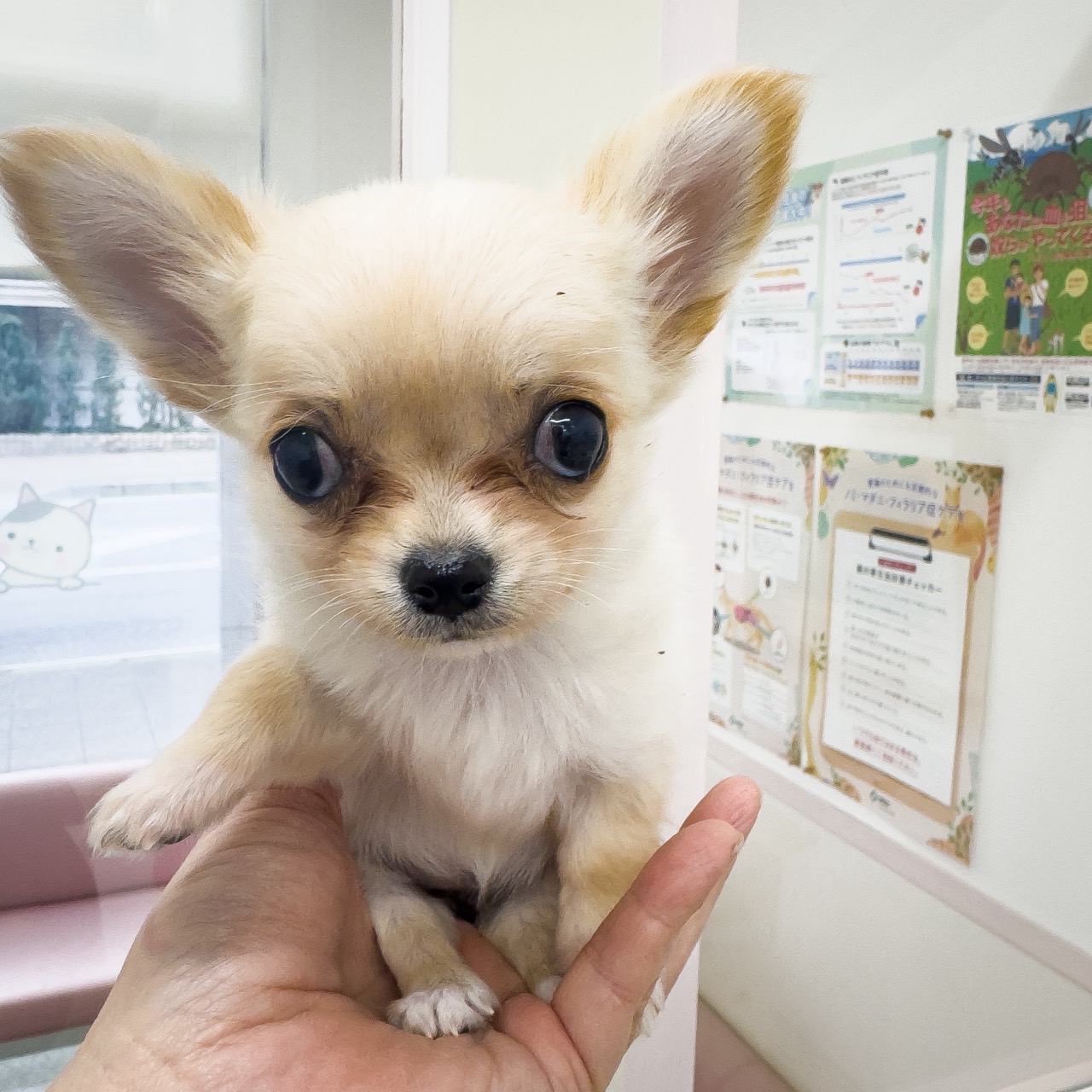 千葉県のチワワ(ロング) (ペッツワン八街店/2025年11月17日生まれ/女の子/クリーム)の子犬