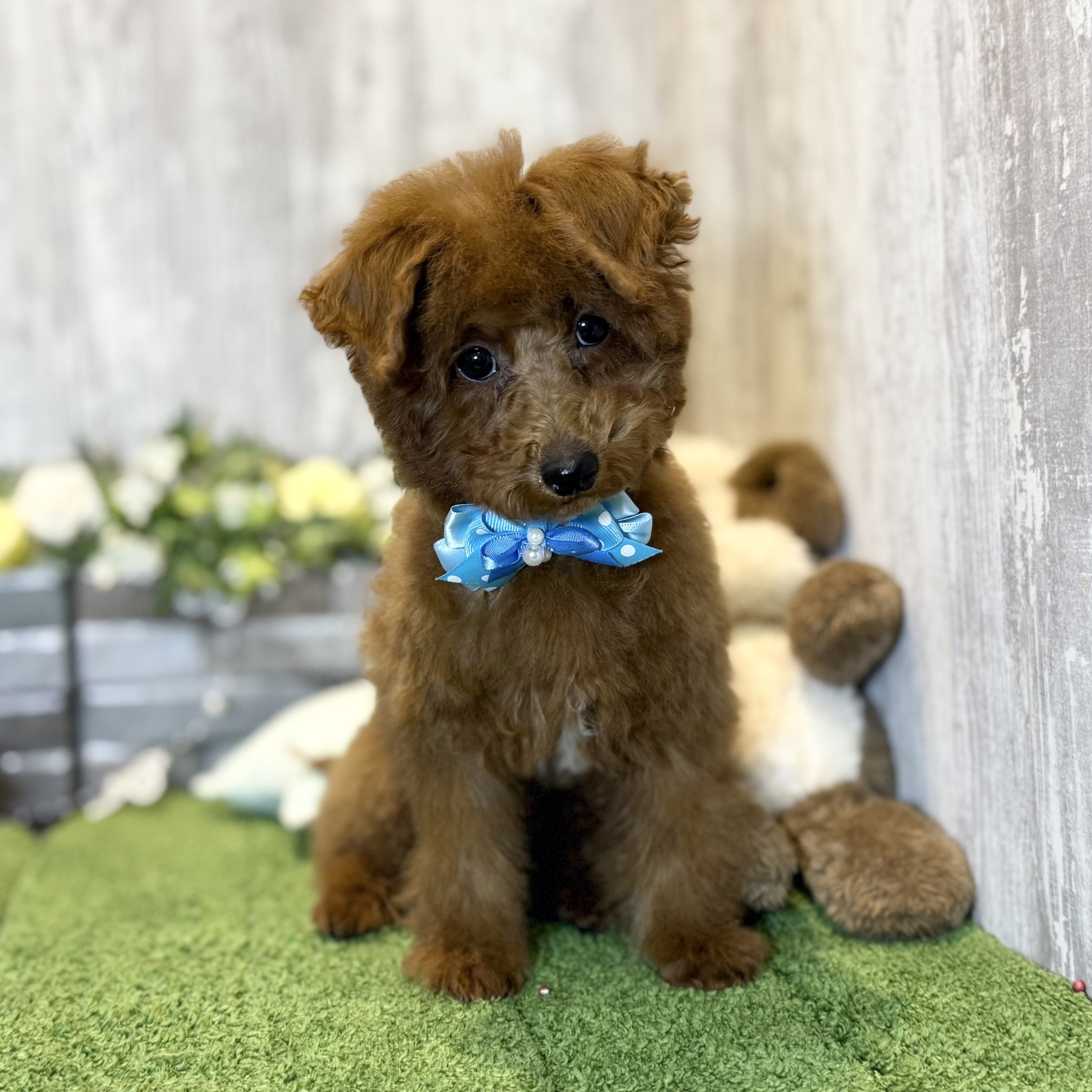 兵庫県のトイプードル(トイ) (ペッツワン姫路大津店/2025年10月2日生まれ/男の子/レッドフォーン)の子犬