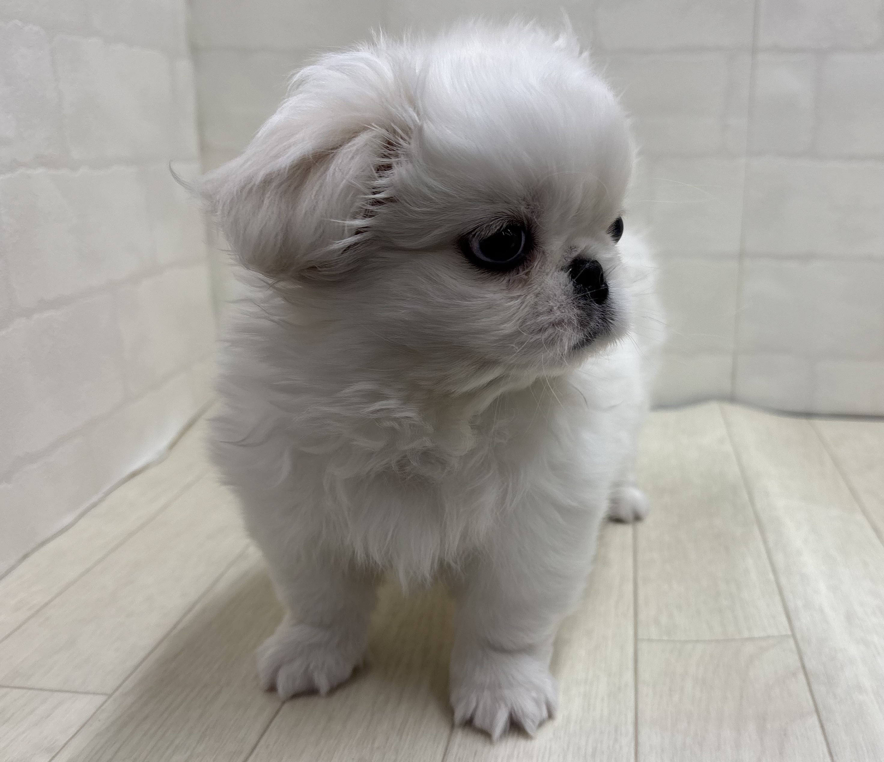 埼玉県のペキニーズ (ペッツワン大利根店/2025年10月31日生まれ/男の子/ホワイト)の子犬の2枚目の画像