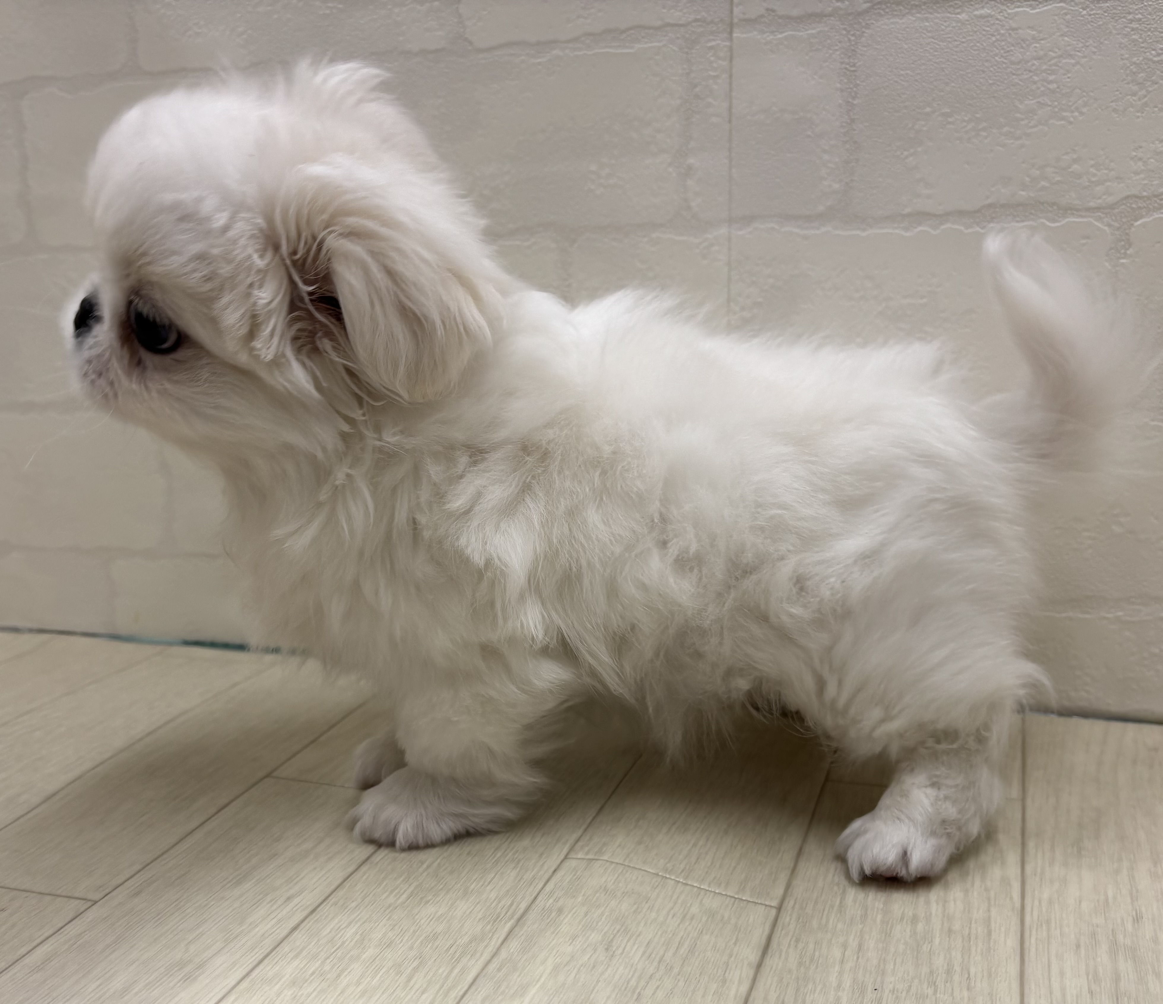 埼玉県のペキニーズ (ペッツワン大利根店/2025年10月31日生まれ/男の子/ホワイト)の子犬の3枚目の画像