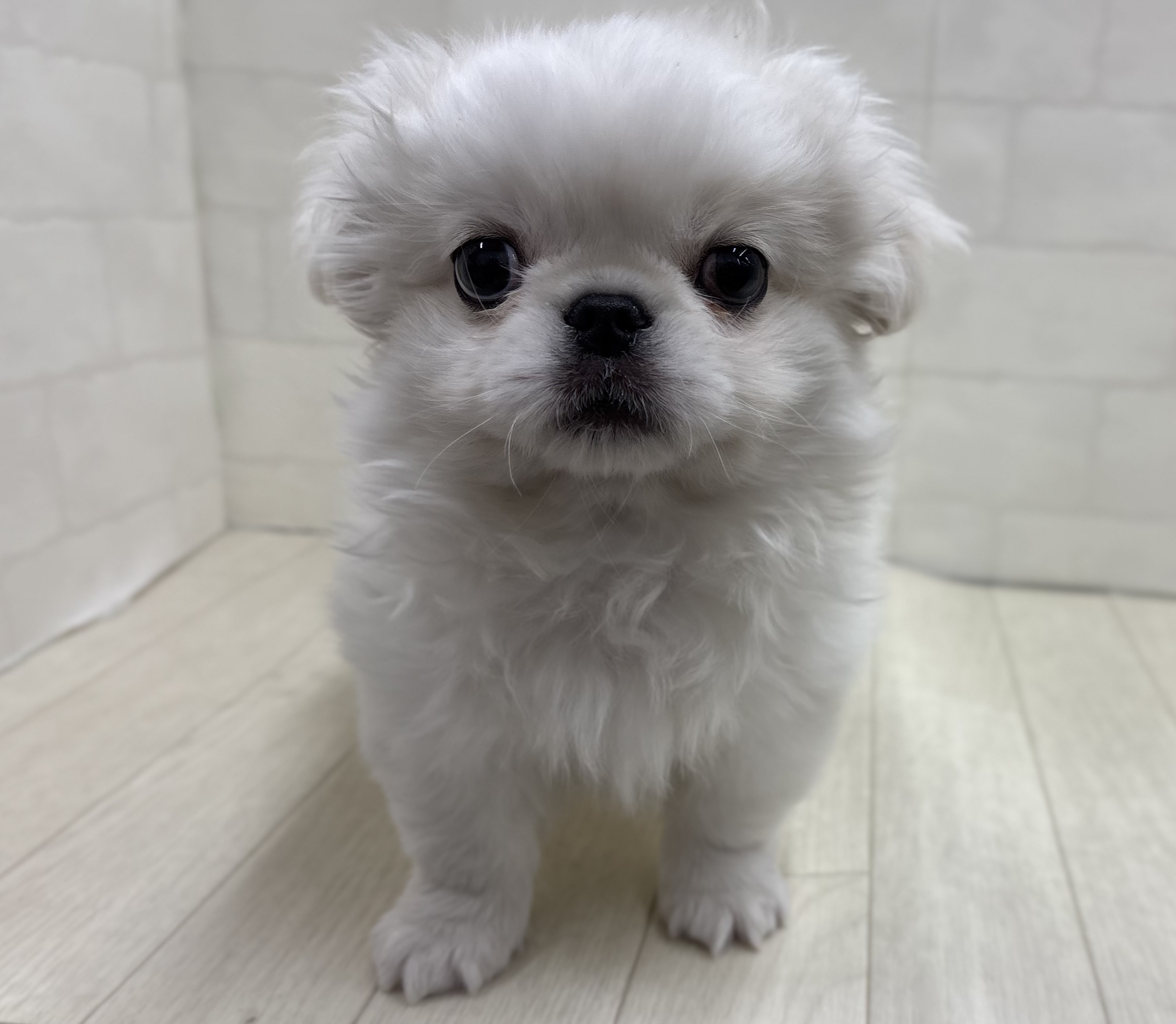埼玉県のペキニーズ (ペッツワン大利根店/2025年10月31日生まれ/男の子/ホワイト)の子犬の1枚目の画像