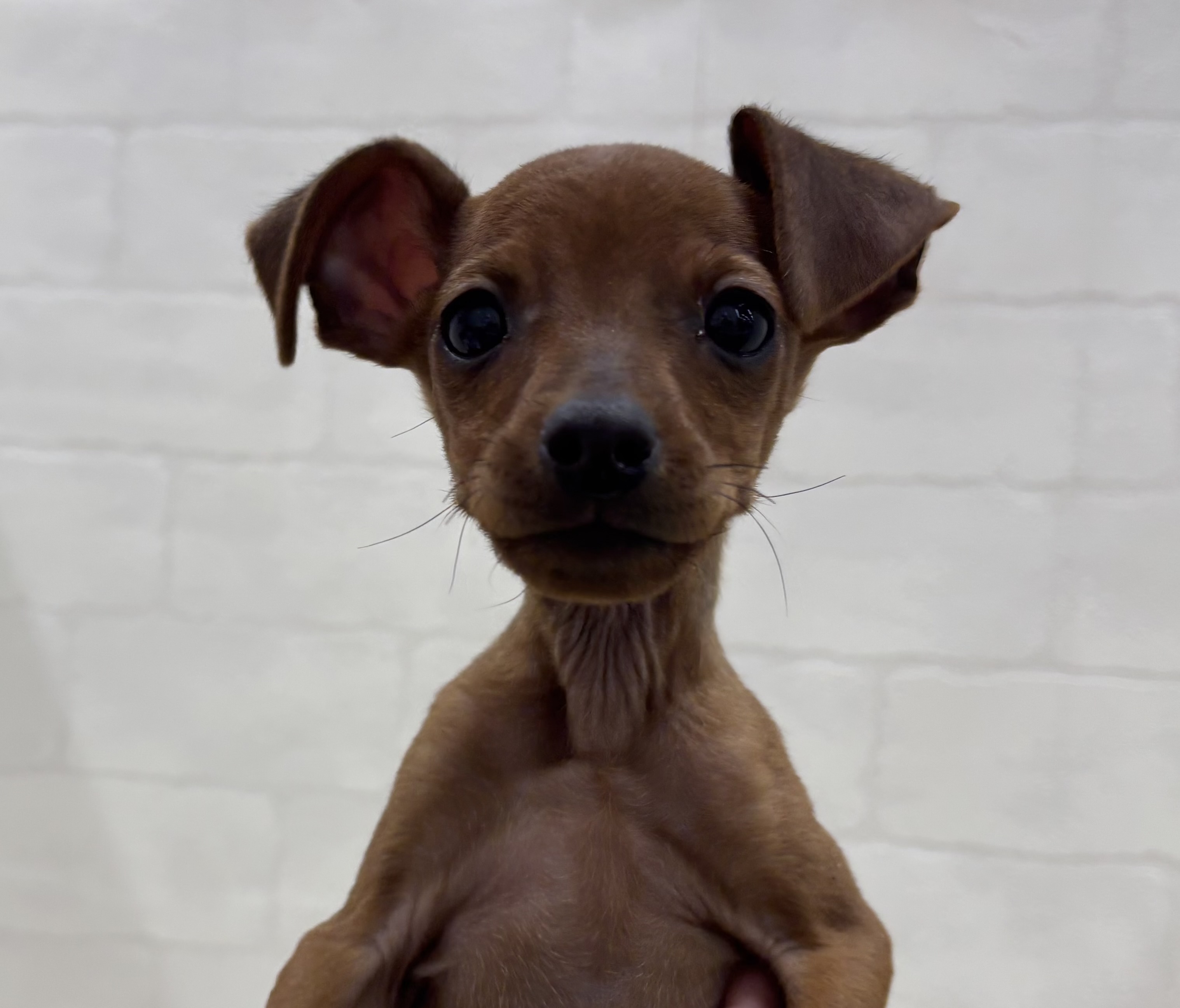 埼玉県のミニチュアピンシャー (ペッツワン大利根店/2025年10月20日生まれ/男の子/レッド)の子犬の1枚目の画像